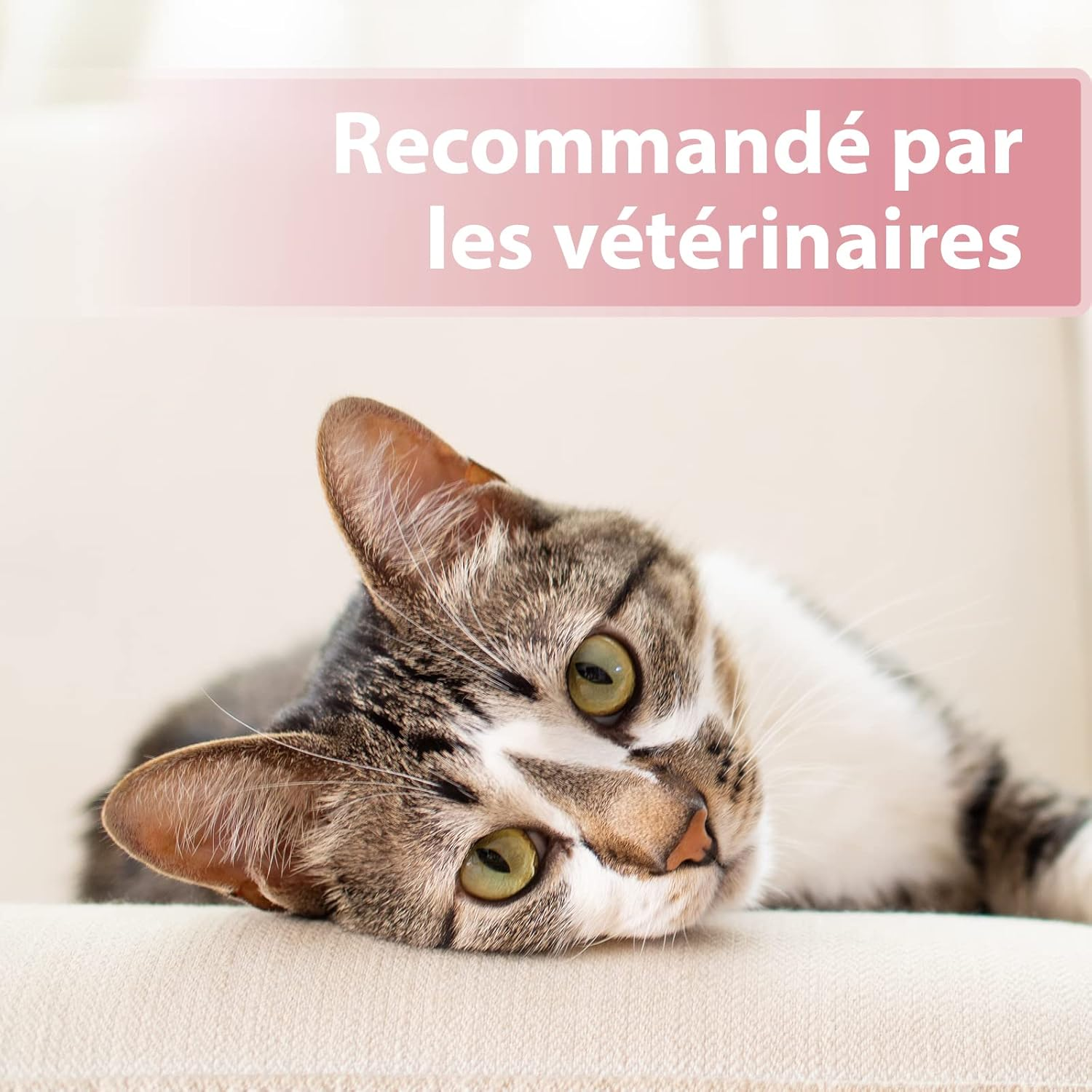 Felisept 250820 Eye Care Pads for Cats with Soothing Aloe Vera Extract / Removes Tear Stains image number 3