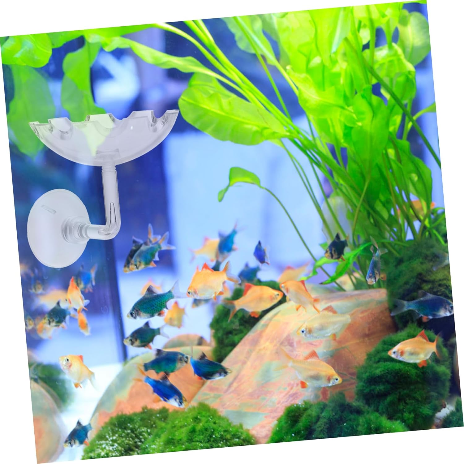 EXAOMBLE Reptiles Shrimp Feeders with Suction Cups 2Pcs Aquarium Shrimp Feeding Trays Home for Fish Tank and Pet Reptiles