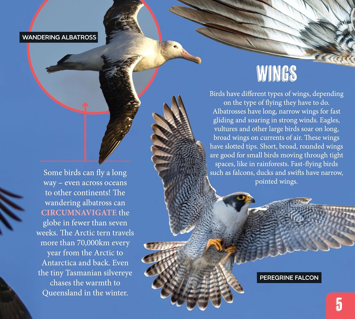 AG Discover: Aussie Birds image number 3