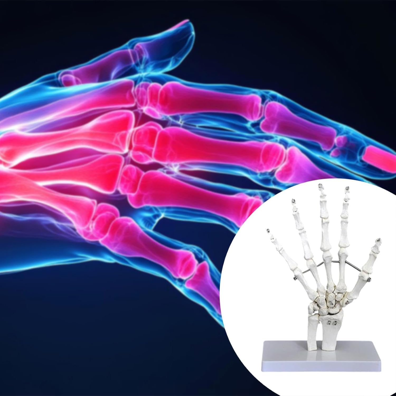 Eigell Human Joint Model for Educational Purposes, Medical Display Tool, Skeleton Structure for Science Learning, Hand image number 2