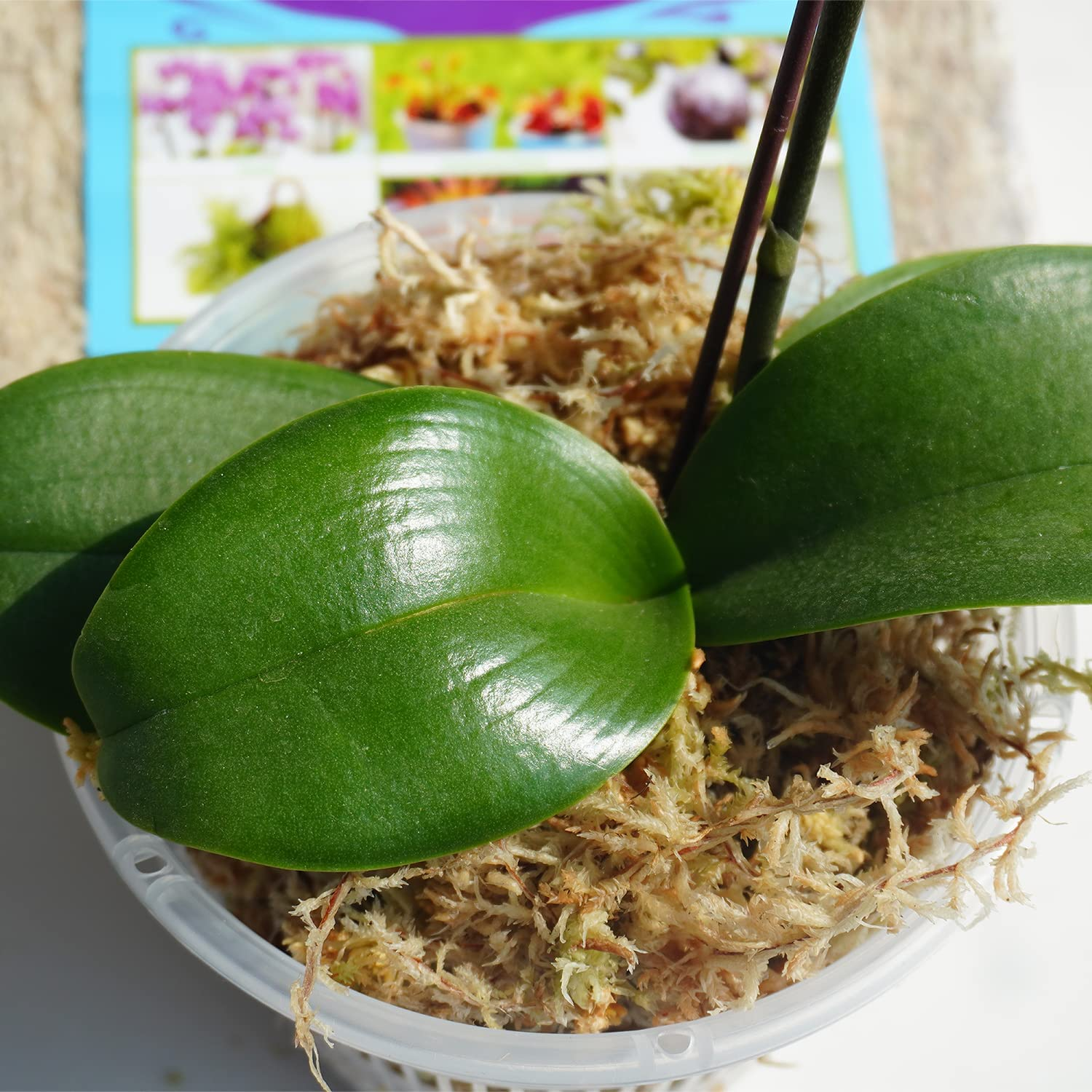 Kapecute 1.2Lb Sphagnum Moss for Plants, Great Orchid Potting Mix, Perfect Plant Root Moisture Retaining Medium