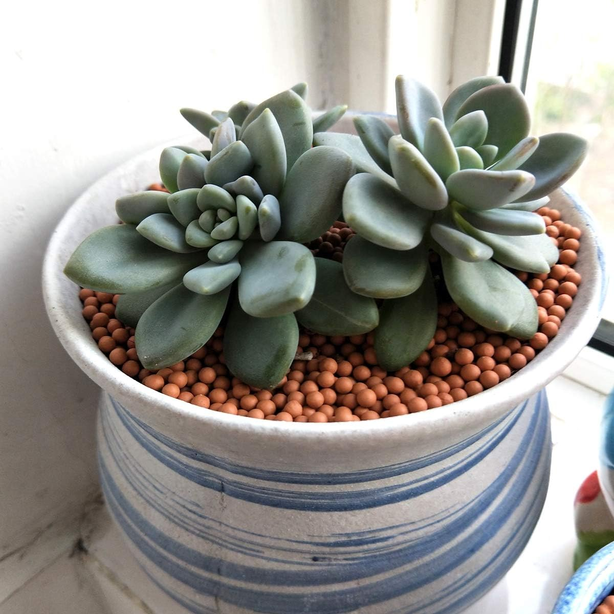 Clay Pebbles Gardening Ceramsite Orchid Hydroponic Grow Media Clay Rocks Drainage Water Purification Ceramsite Decor Cultivation Soil Stone Horticultural Grade for Soil Hydroponics Aquaponics 2.2Lb image number 5