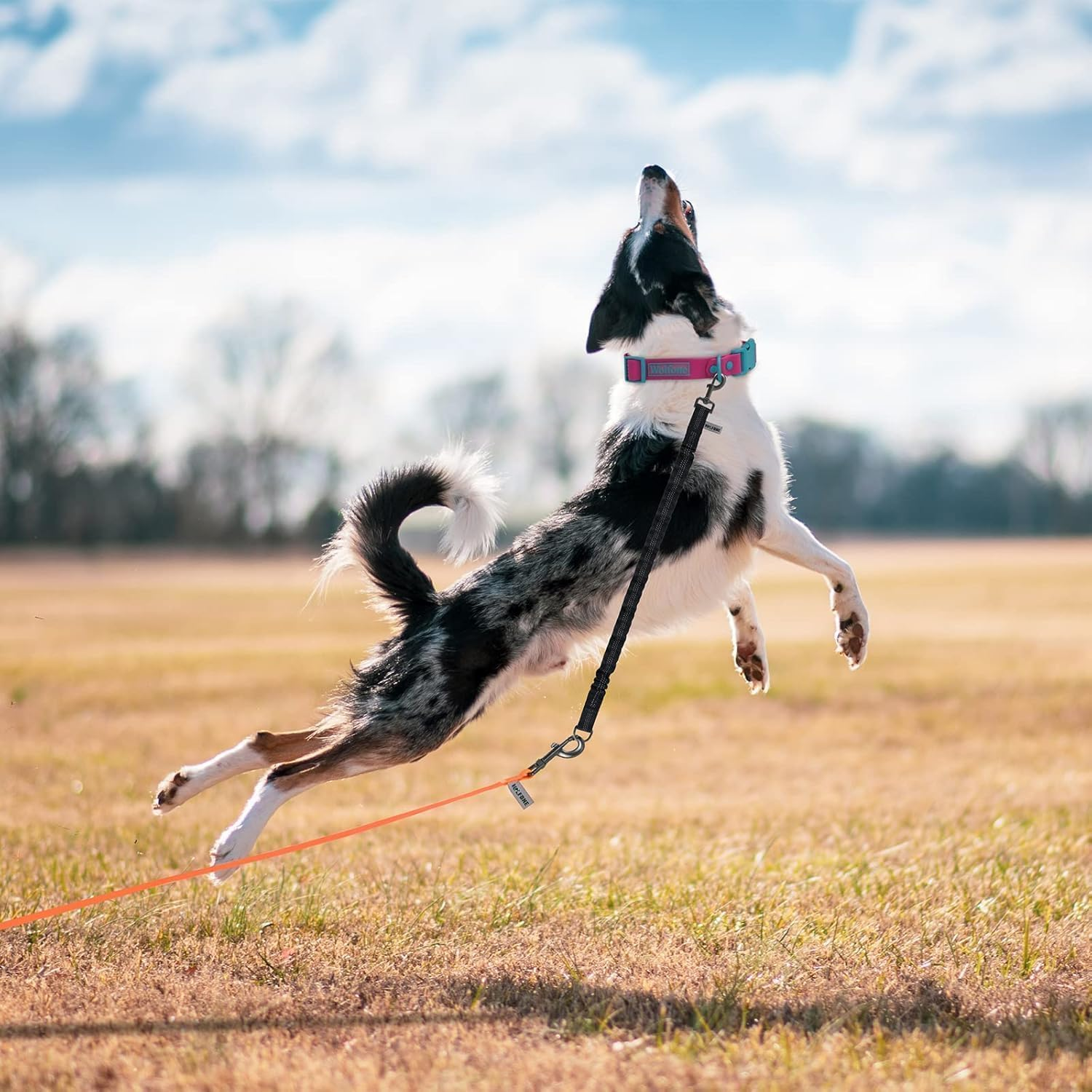 Shock Absorber Set of 2 - Adjustable Dog Safety Belts (45-66 Cm) for Car/Travel | 2.5 Cm Wide Nylon Strap for Small/Medium/Large Dogs | Shock-Absorbing Design with Snap Hook | Black Double image number 1