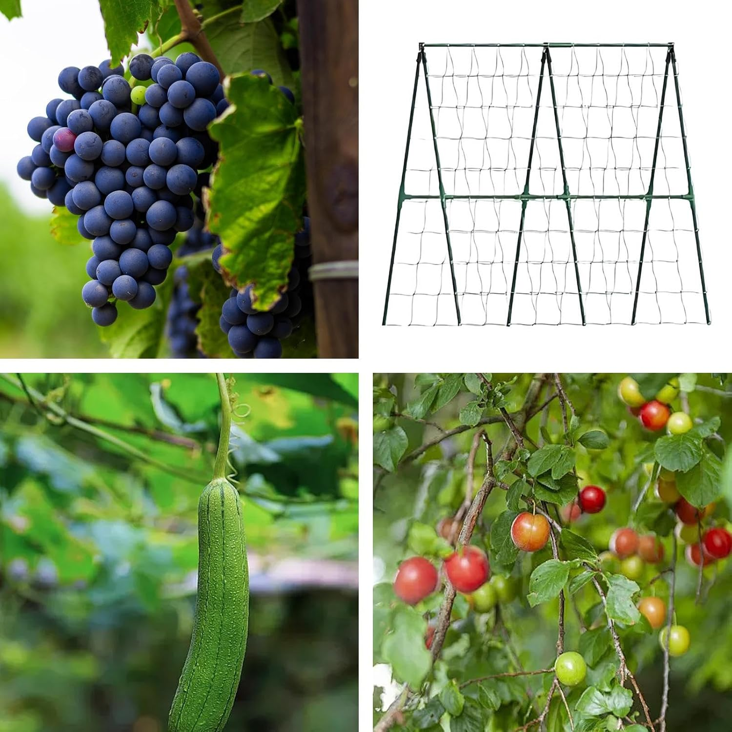 Trellis for Cucumbers - Tomato Trellis | Metal Expandable Gardening Growing Supplies Accessories Support for Grape Pea Bean Tomato Cucumber image number 4