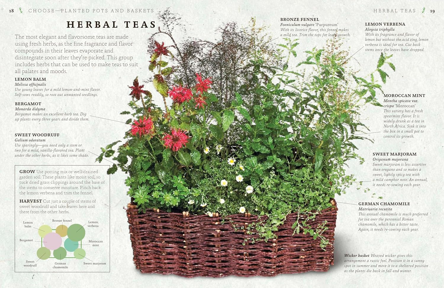 The Cook'S Herb Garden: Grow, Harvest, Cook image number 2