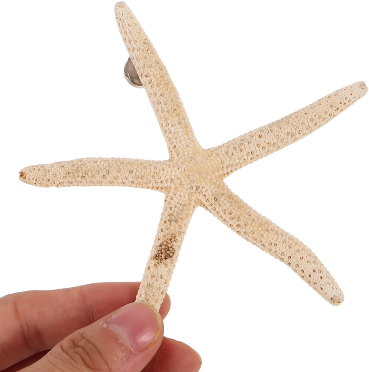 STOBOK 7PCS Shell Magnets Refrigerator Magnets Decorative Fridge Magnets Seashells Oysters Magnetic Decals for Home Kitchen Office, Random Style image number 2