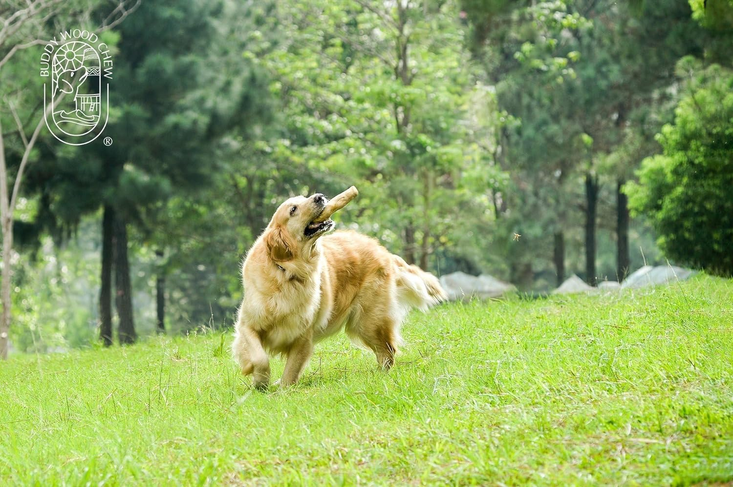 Gậy Nhai Cho Ch&oacute; - G&oacute;i Đồ Chơi Nhai Cho Ch&oacute; - Đồ Chơi Nhai Nhai (XL)- Single image number 1