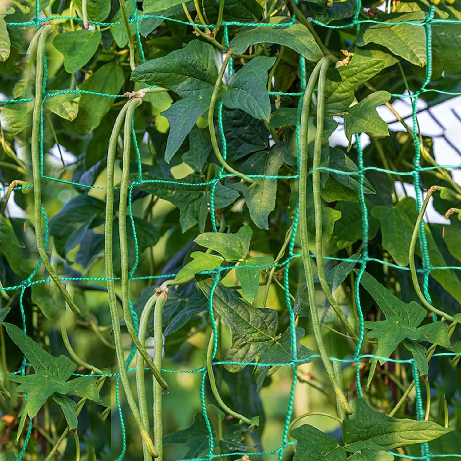 Trellis Netting for Climbing Plants, Heavy Duty Garden Vegetable Cucumber Grow Net, Outdoor Indoor Plants Trellis Net for Beans Tomatoes Green Peas Pumpkin Flowers (32.8 X 6.6 Ft) image number 5