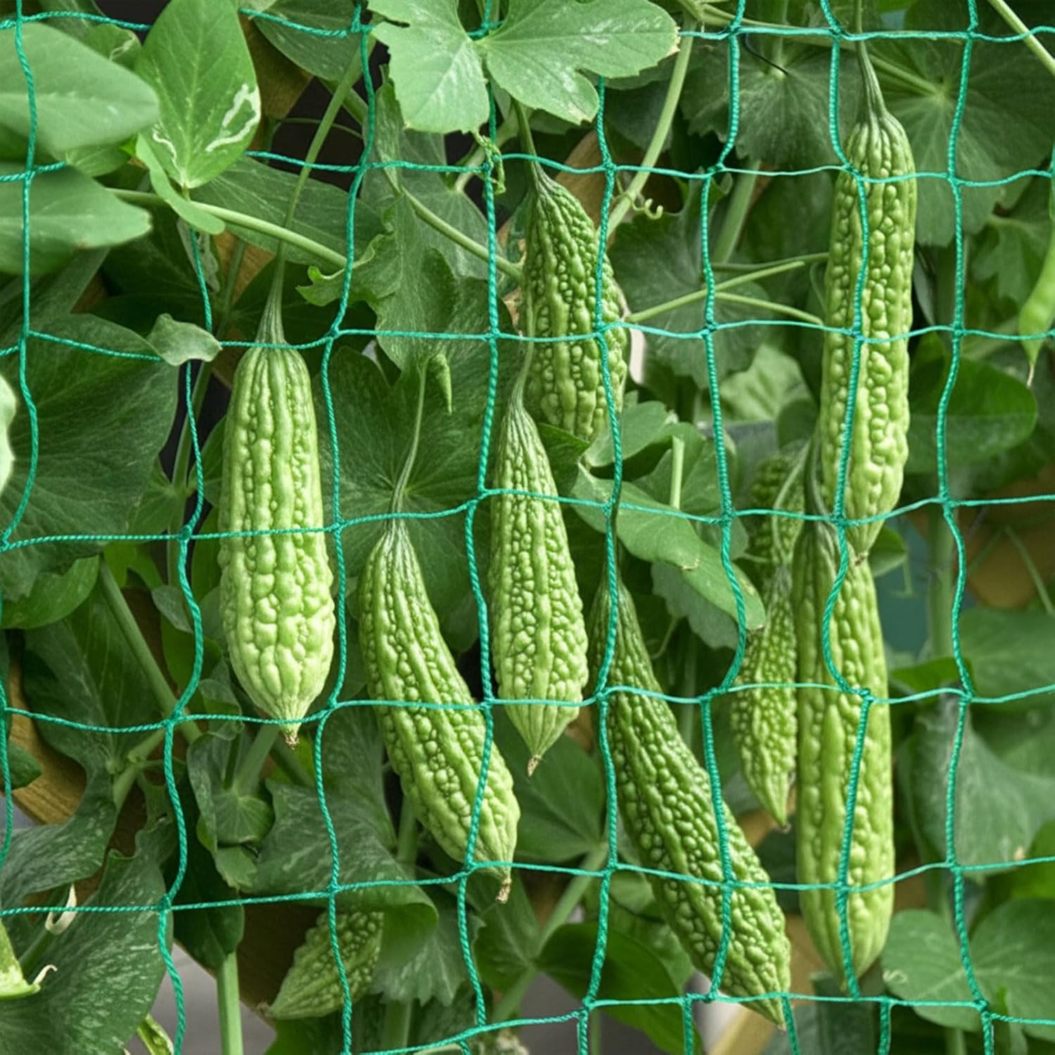 Heavy Duty Garden Trellis Netting for Climbing Plants &ndash; Durable Polyethylene (PE) Garden Netting Compatible with Cucumber, Bean and Tomato, Reusable Plant Support,Rectangular Netting by Ruibex image number 4