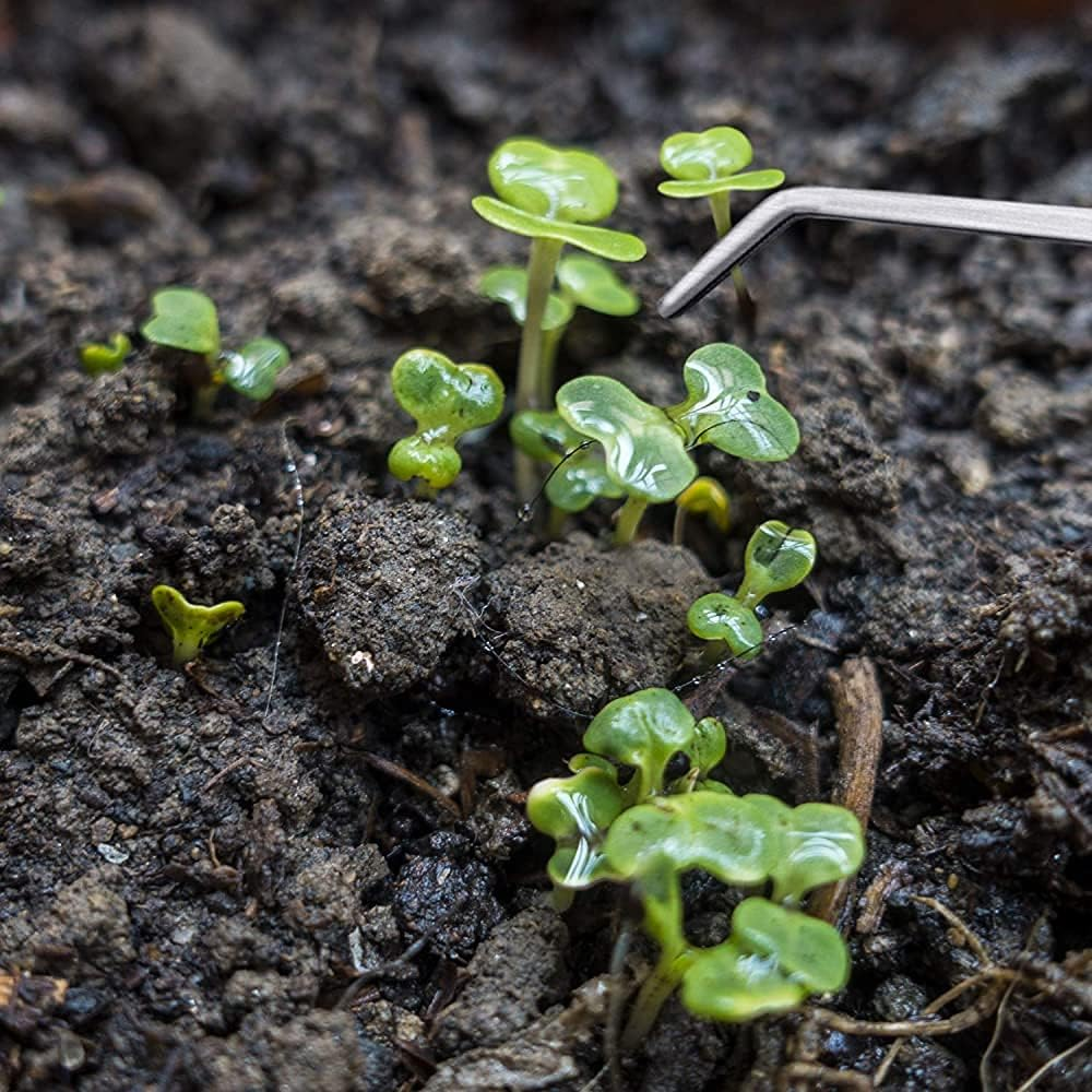 MMOBIEL 2 Pcs Stainless Steel Tweezers/Tong 27Cm / 10.6 Inch Extra Long Straight/Curved with Precision Serrated Tip for Aqua Scaping, Garden Work, Cooking, Industrial Work, Laboratory Use. image number 6