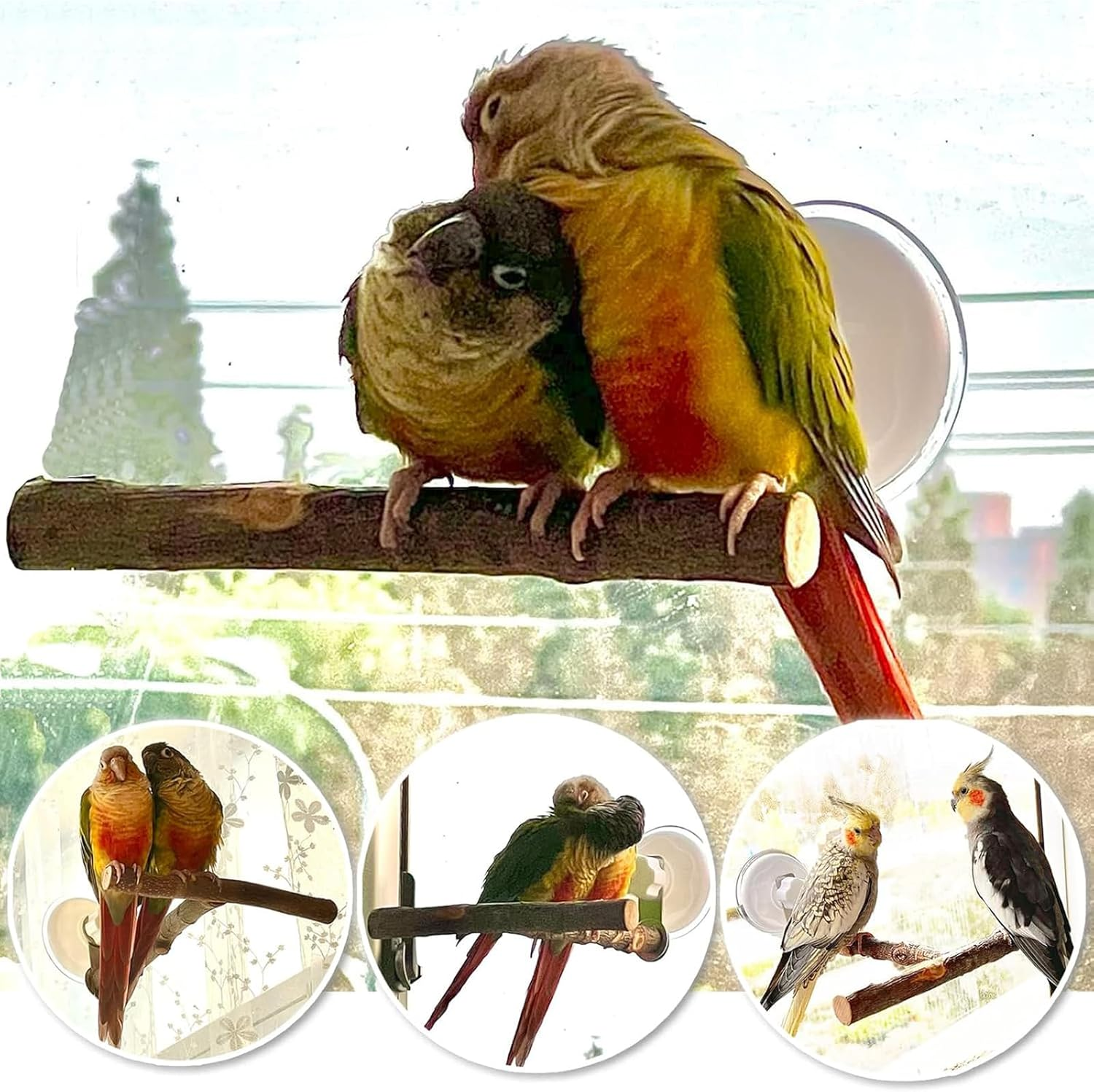 Portable Bird Perch Stand- T-Shaped Natural Apple Wood with Vacuum-Grip Suction Cup for Windows, Flat Tiles, Bath/Car/Travel - Durable & Safe for Parrots, Cockatiels, Lovebirds (Small to Medium Birds) image number 1