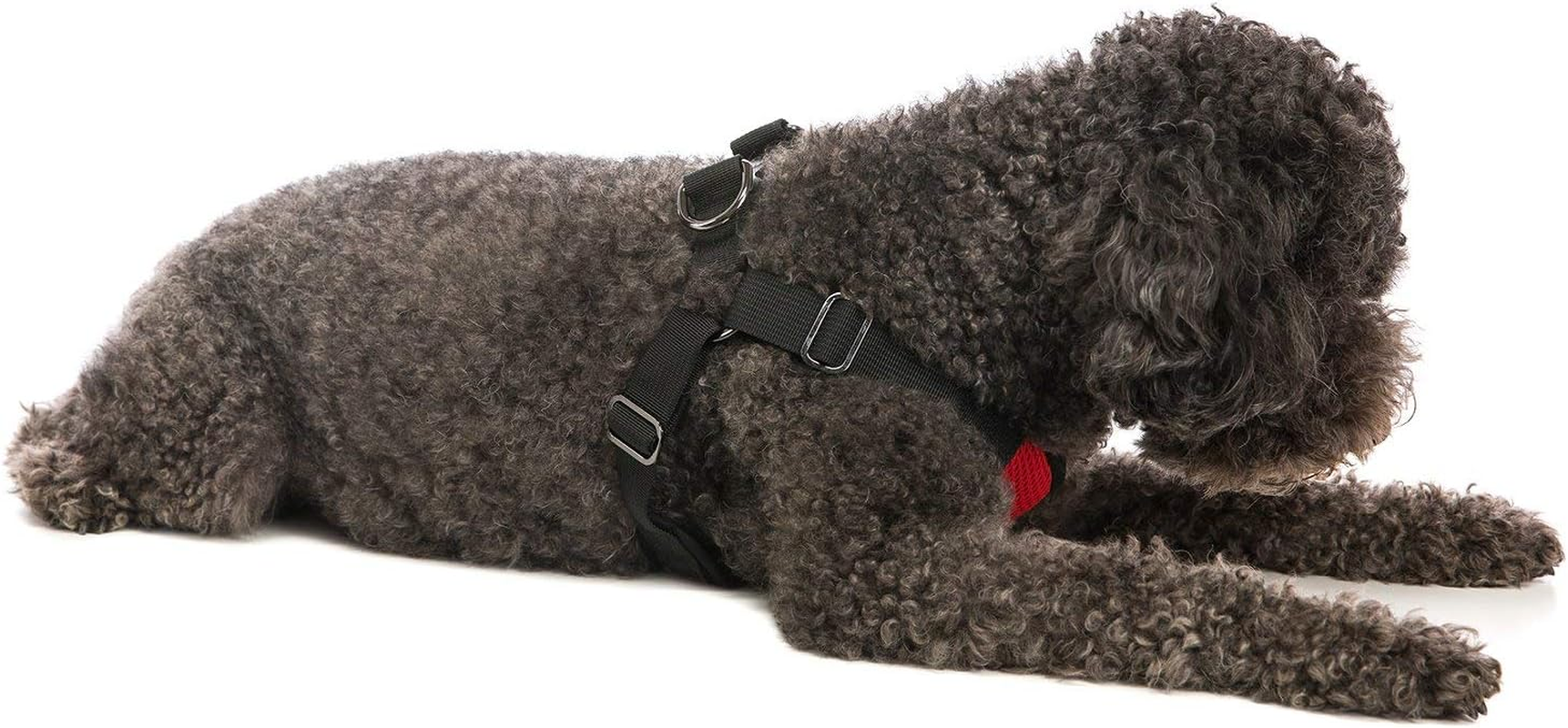 Gooby - Comfort X Step-In Harness, Choke Free Small Dog Harness with Micro Suede Trimming and Patented X Frame, Red, X-Large image number 4