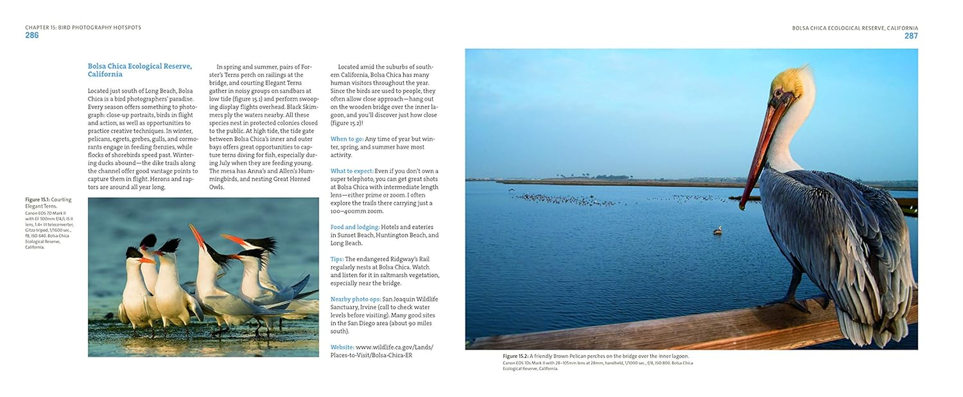 Mastering Bird Photography: the Art, Craft, and Technique of Photographing Birds and Their Behavior image number 2