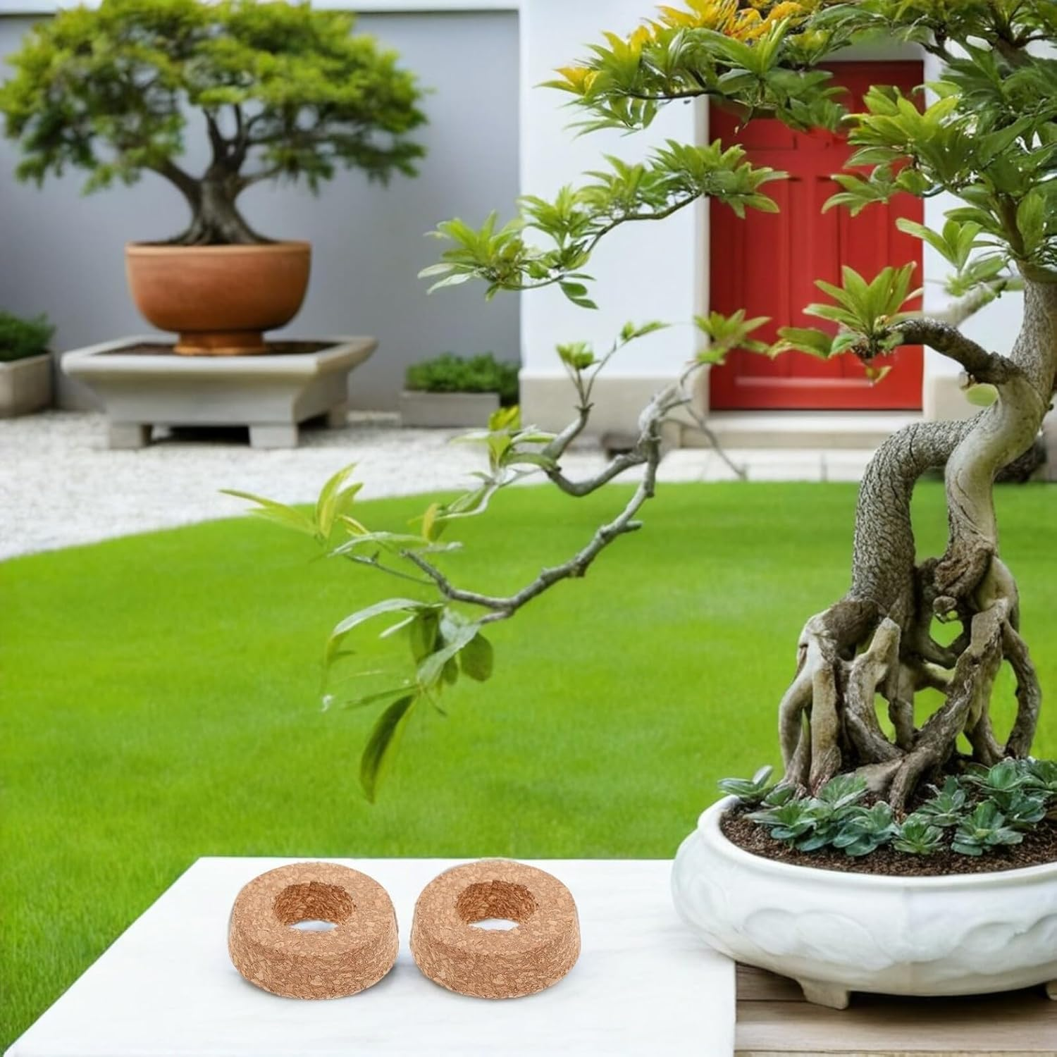 Kisangel Cork Lids for Glass Planter Hydroponic Plant 6Pcs Light Brown Wooden Tapered Cork Plugs for Micro Landscape Terrarium Easy Water Management for Home Office D&eacute;cor image number 1