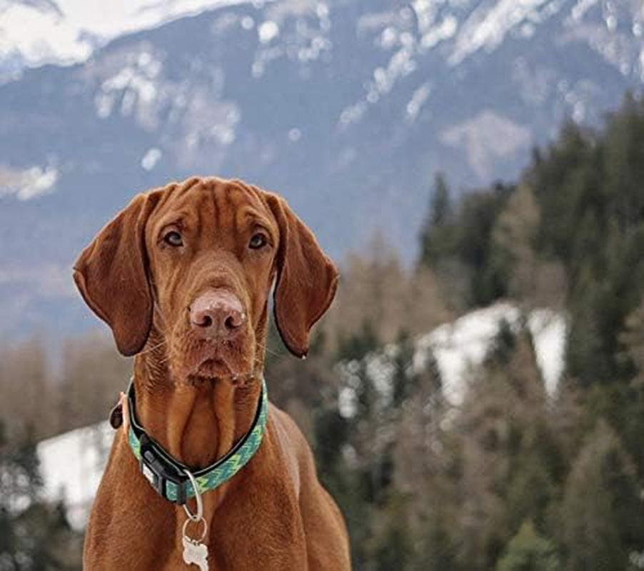 Vintage Smart Id Collar | Comfortable | Odor Free Neoprene | Smart Id Tag | Lost Pet Protection Program | Extraordinary Dog Collar, M image number 3