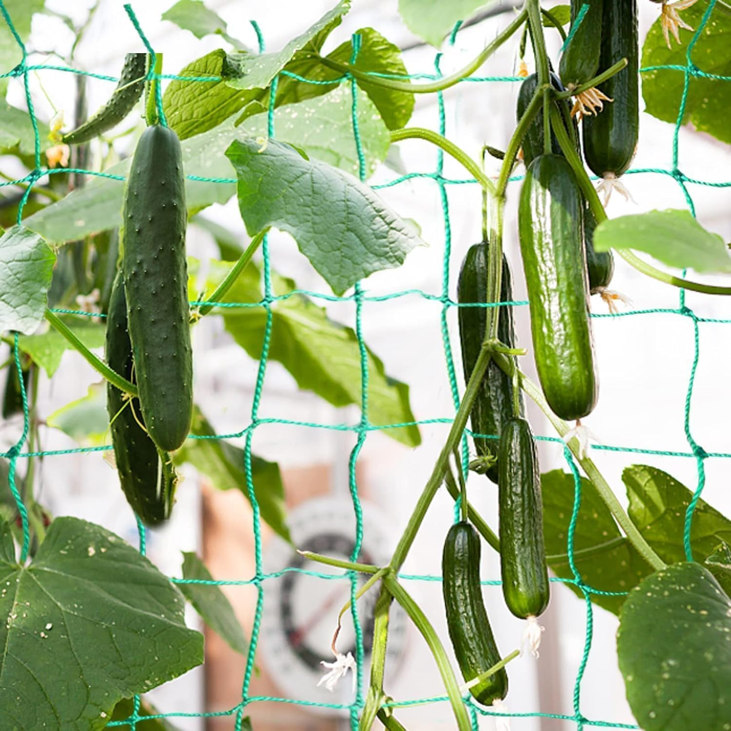 Trellis Netting for Climbing Plants, Heavy Duty Garden Vegetable Cucumber Grow Net, Outdoor Indoor Plants Trellis Net for Beans Tomatoes Green Peas Pumpkin Flowers (32.8 X 6.6 Ft) image number 3