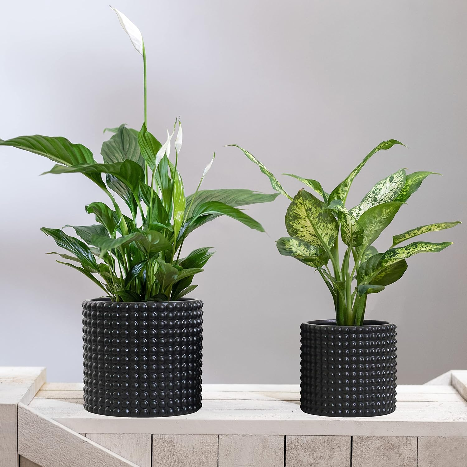 Milan Plant Pot Set - Black Ceramic Dots Plant Pots Indoor Set 2 Planters (Matt Black) image number 6