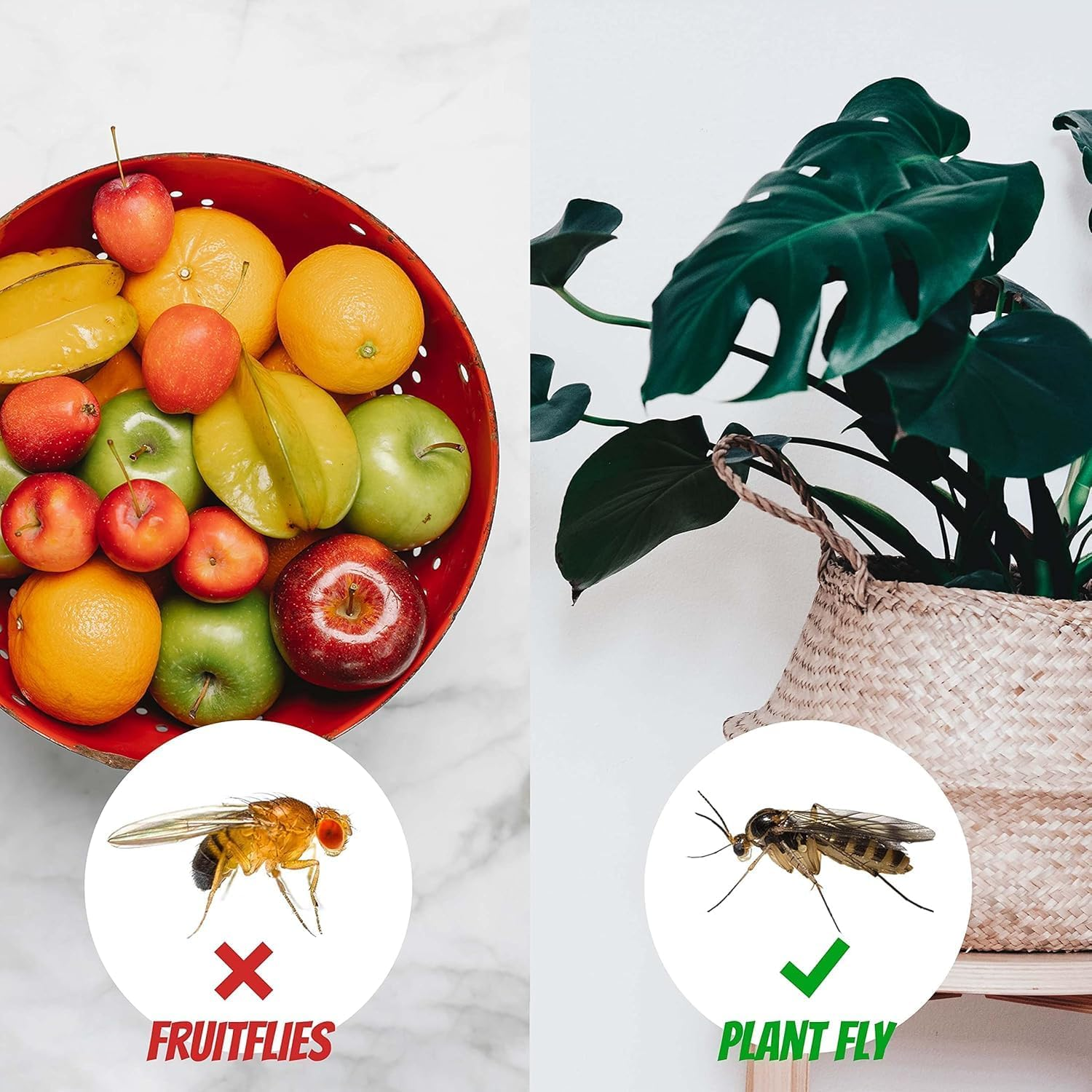 Super Ninja Fungus Gnat Killer - 10 Traps - Highly Effective and Ecological Yellow Sticky Traps for Fungus Gnat and Whitefly - Easy-To-Use - up to 3 Months (10 Traps) image number 1