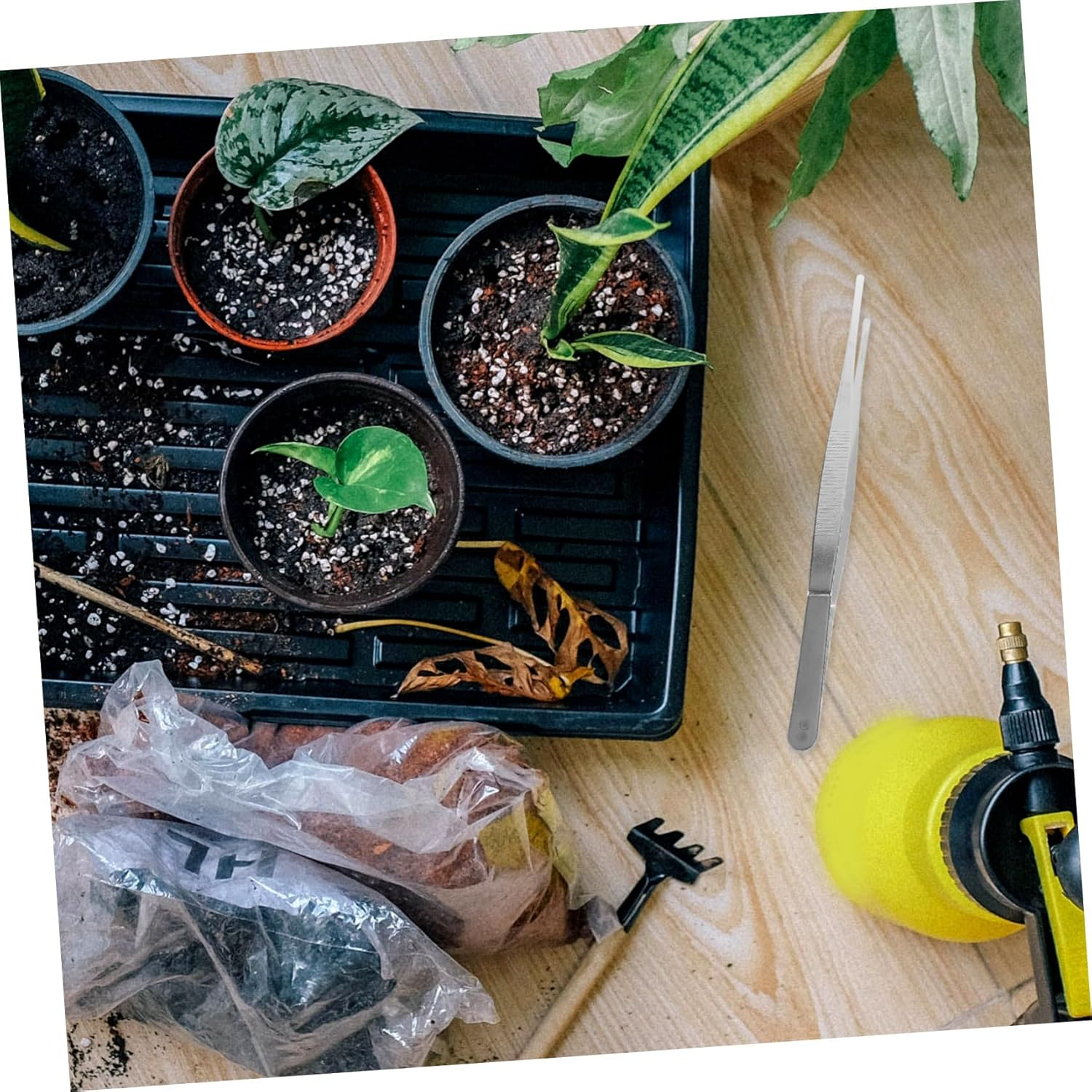 CANIGHT Stainless Steel Gardening Tweezers Set 4-Piece Long Handle Planting Tools for Succulent and 12Cm 18Cm 20Cm 25Cm image number 2