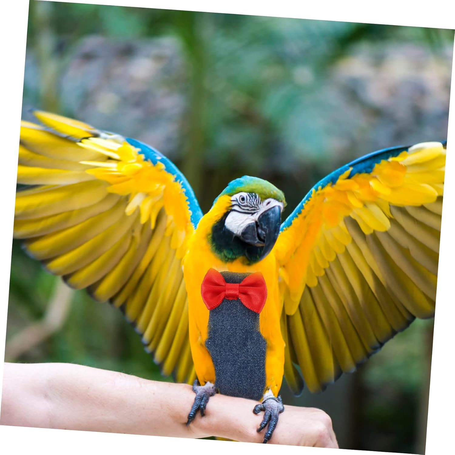 Parliky 5Pcs Reusable Bird Nappy Small Flight Suit for Cockatiel Parakeet Washable Bird Clothing Protector image number 1