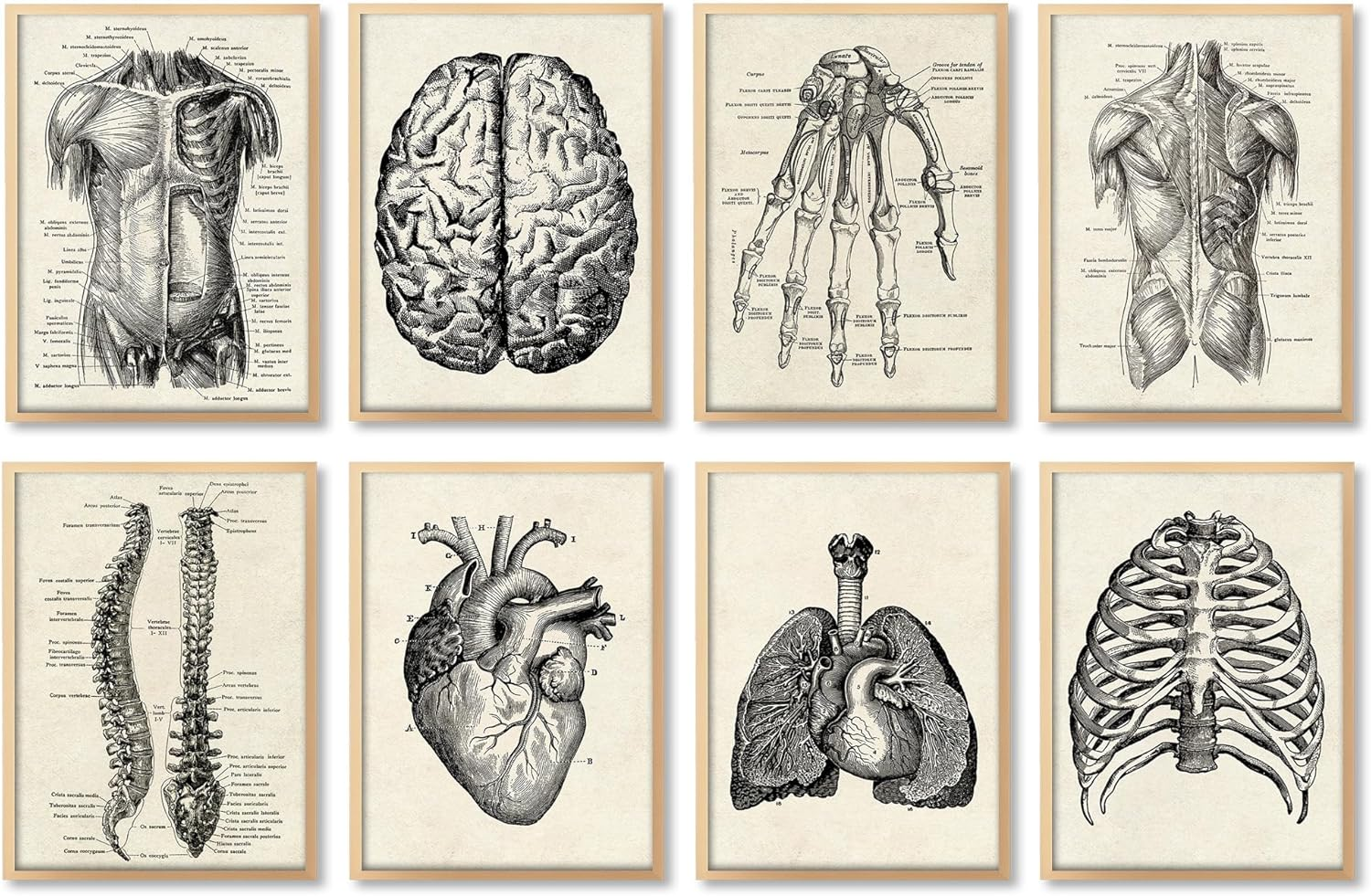 Ohhvvow Human Anatomy Artwork Medical Wall Picture Muscle Skeleton Vintage Poster Nordic Canvas Print Education Painting Modern Decor(Unframed)