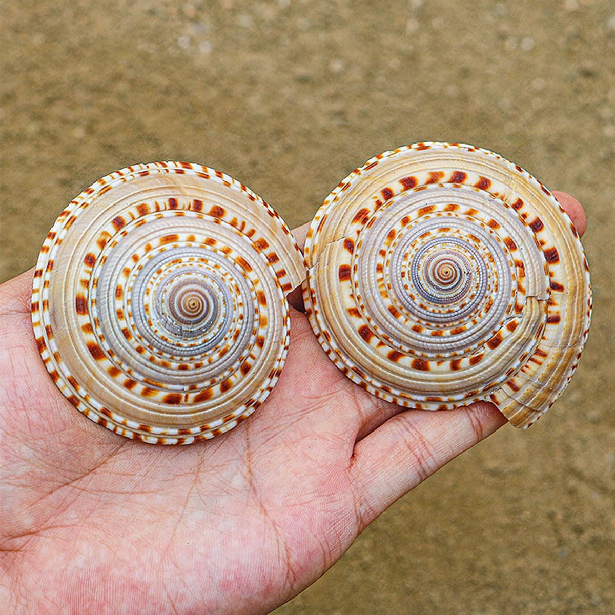 Shells,Conch Shell, Shells Natural Conch 6-7Cm Perfect for Wedding Decor Beach Theme Party, Home Decorations,Diy Crafts, Fish Tank and Shell Collectors image number 5