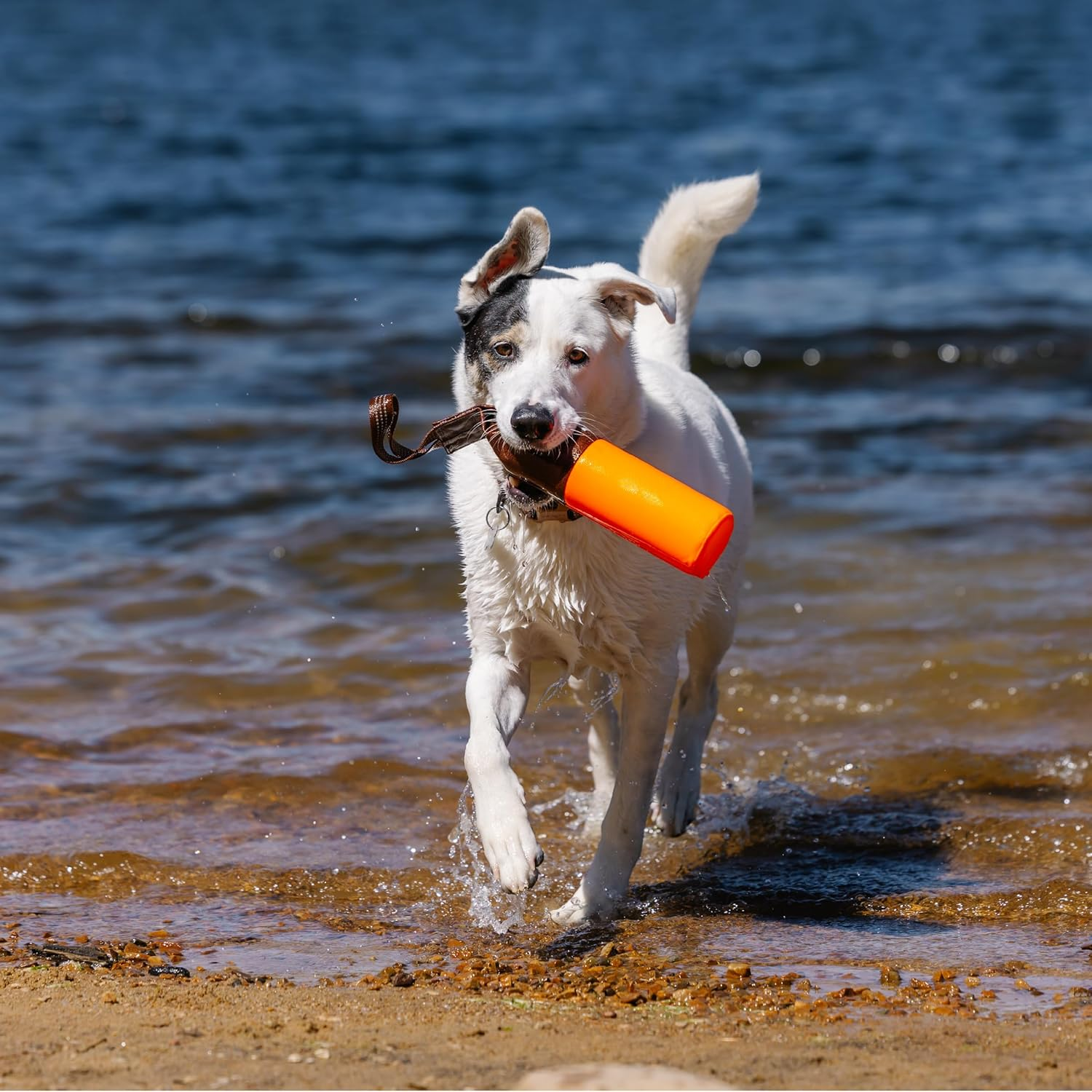 Carhartt Pet Pet Toys