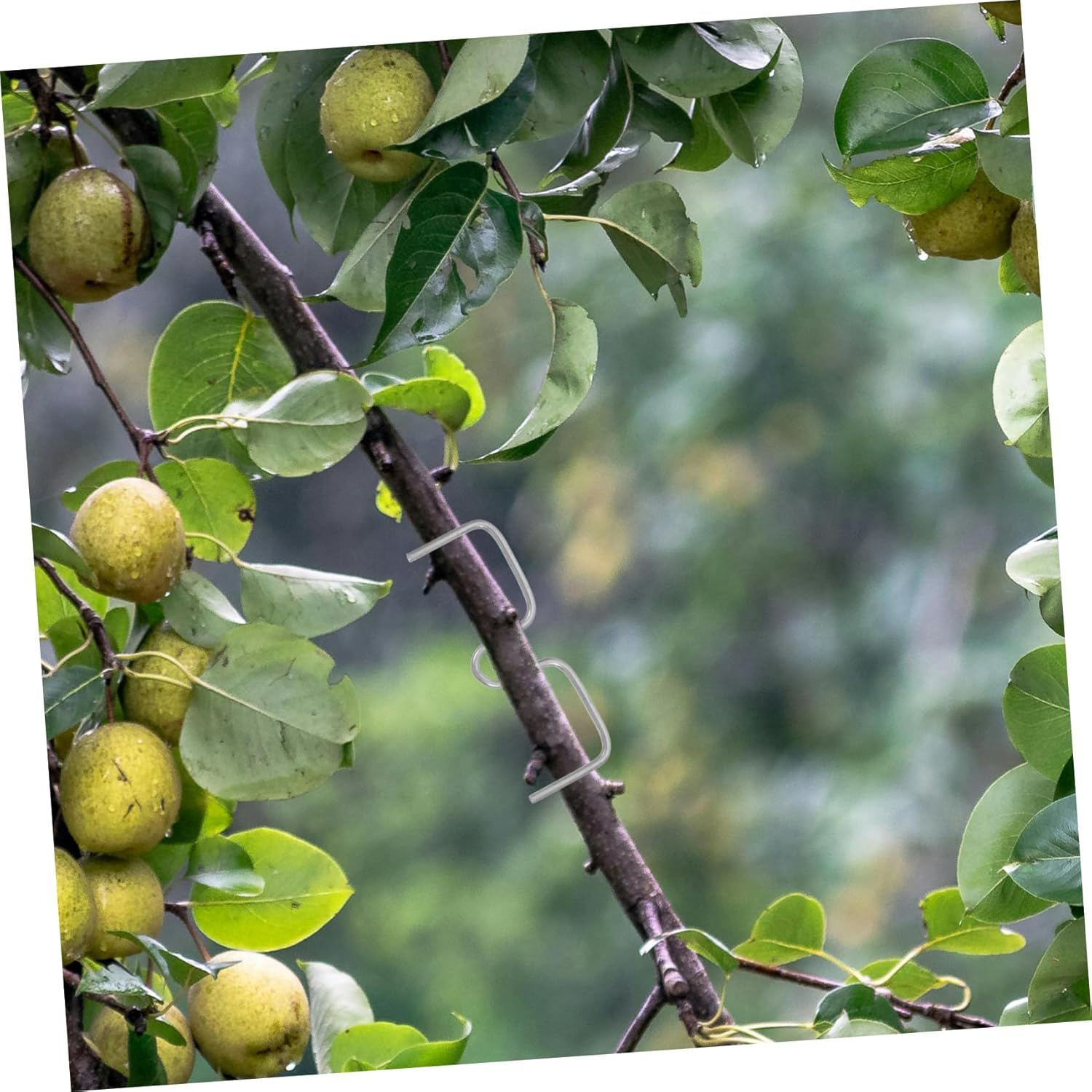 CAXUSD Plant Branch Spreader Clips Set for Apple Trees and Roses 8Cm M Shape 50 Count Gardening Twig Support Tools for Bending and Shaping Branches image number 5