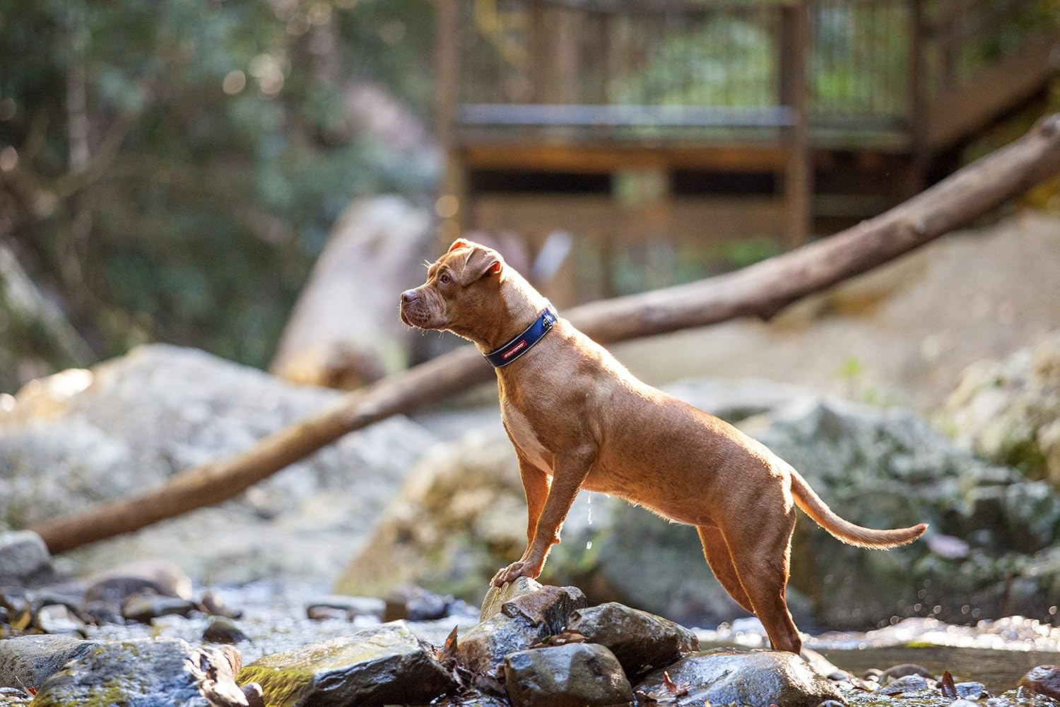 EZYDOG Collar, Neo Color, Bubble Gum, Small Dogs, XS Size image number 3