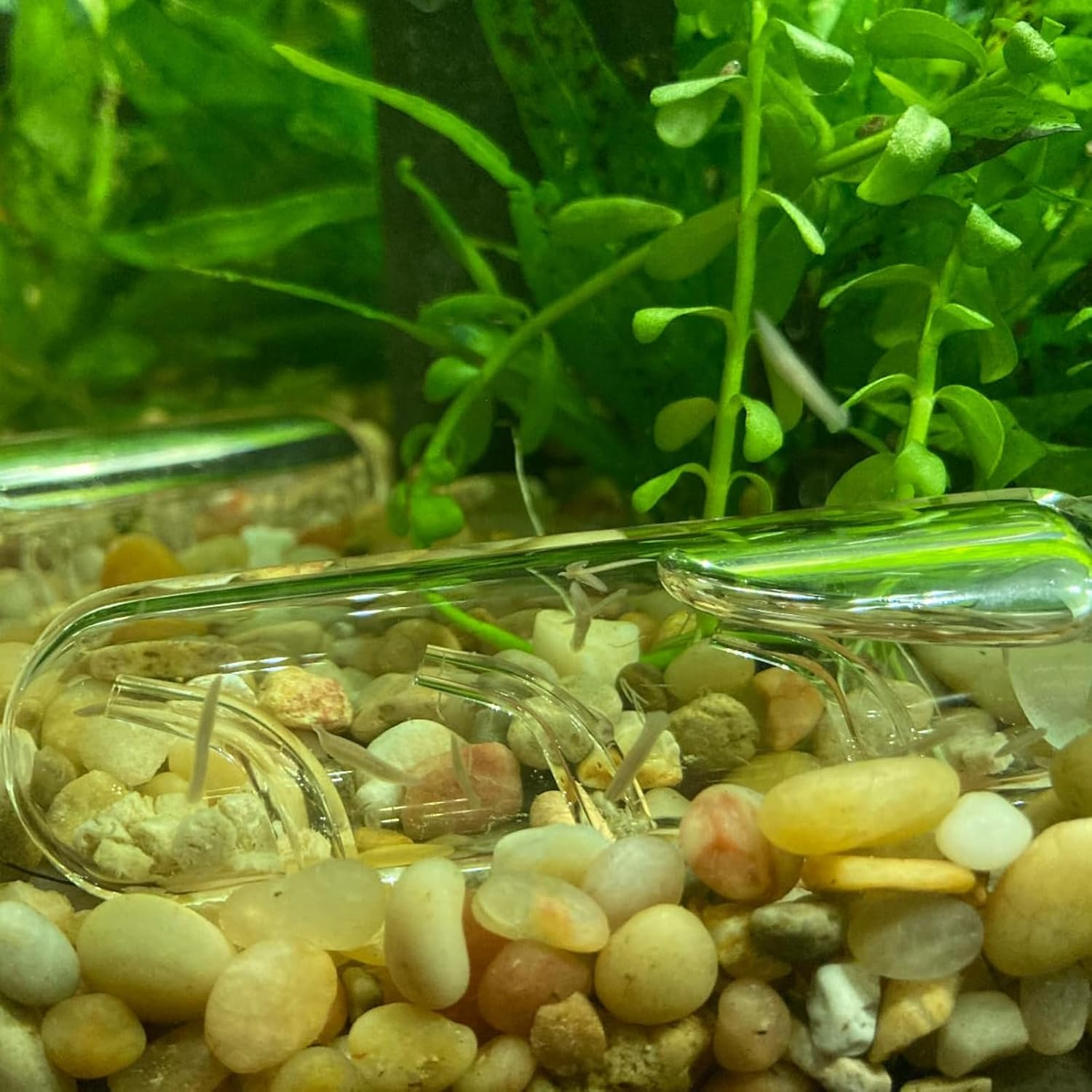 Glass Planaria Trap for Aquariums, 3-Piece Set, Leech and Worm Catcher image number 3