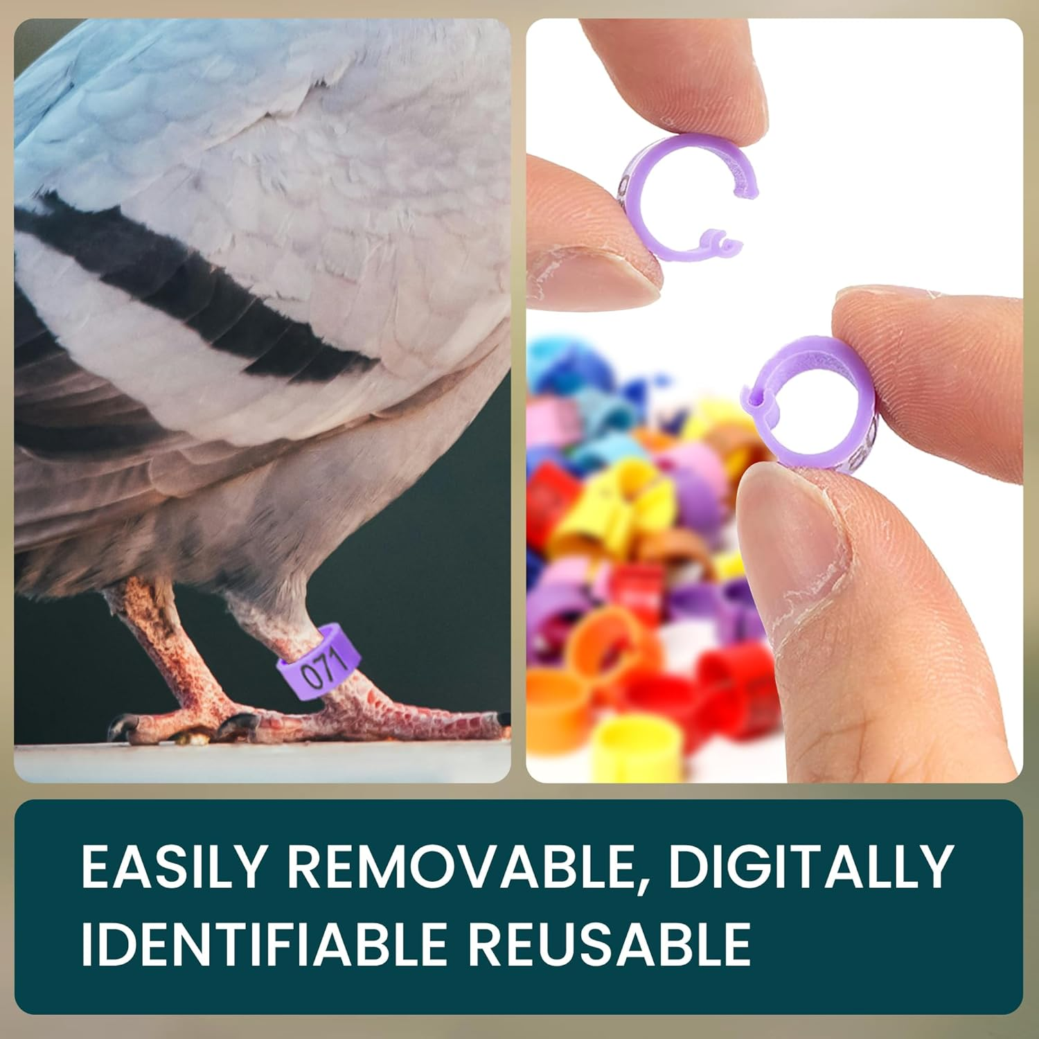 Pigeon Foot Rings，Colorful Readable Numbered Bird Identification Leg Bands 100 Pcs image number 5