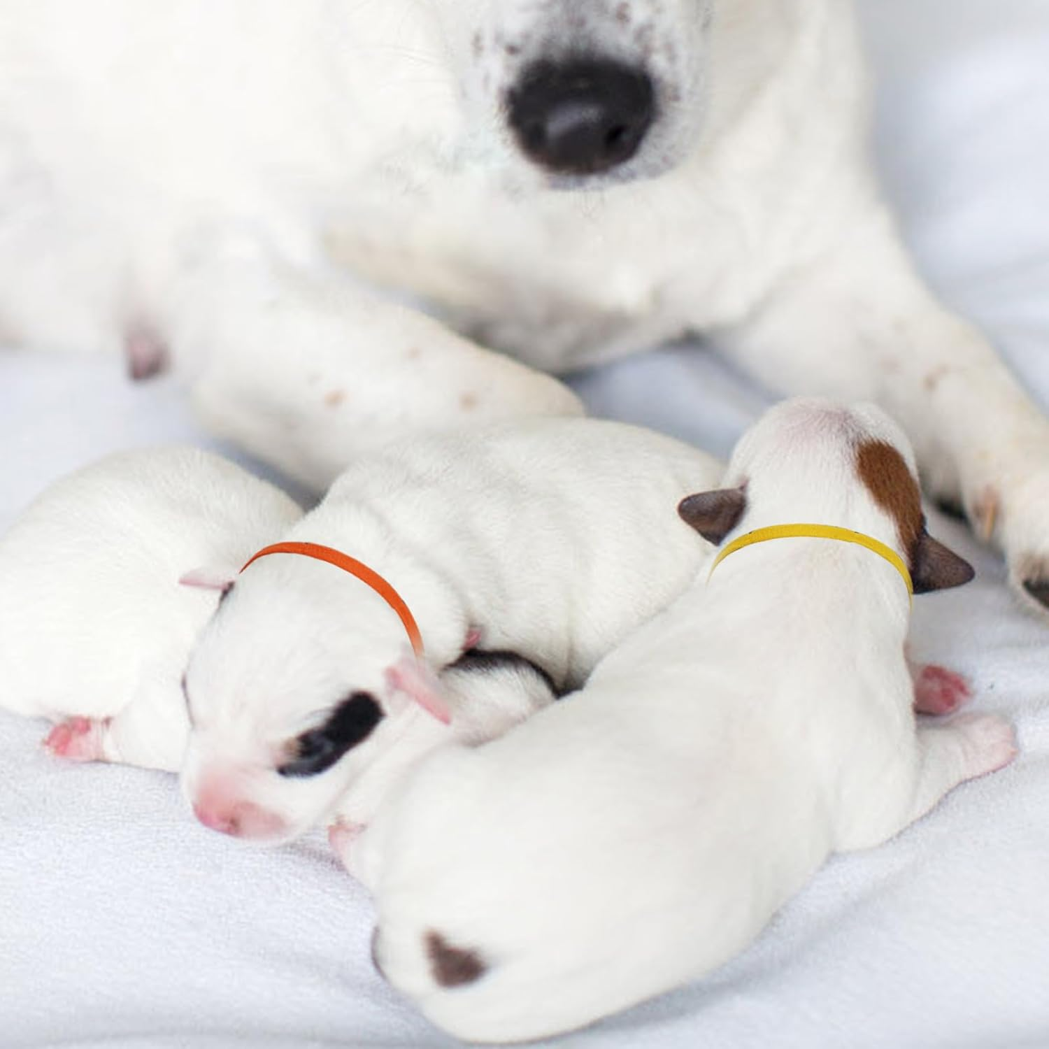 120 Pcs Puppy Collars for Litter, Adjustable Soft Newborn Puppy Collars Tiny Kitten Collar, Elastic Whelping Collar for Puppies, Identification Loops for Small Pet Kittens Puppies (Colorful)