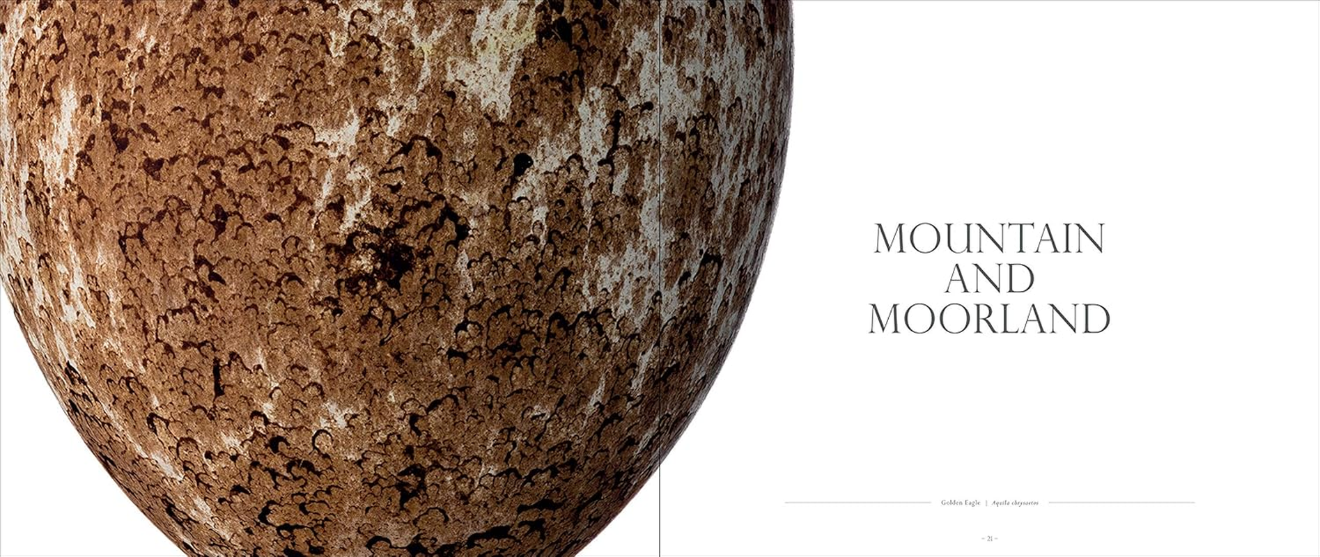 Fragile: Birds, Eggs and Habitats