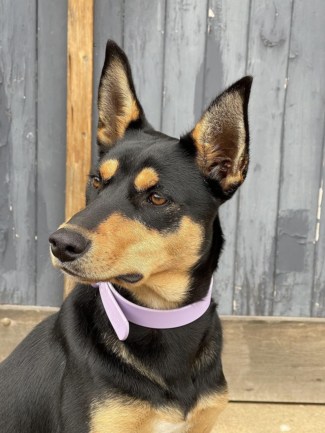 DROVERS Dog and Co Premium Range Biothane&reg;Super Tuff Dog Collars- Mauve (Small) image number 3