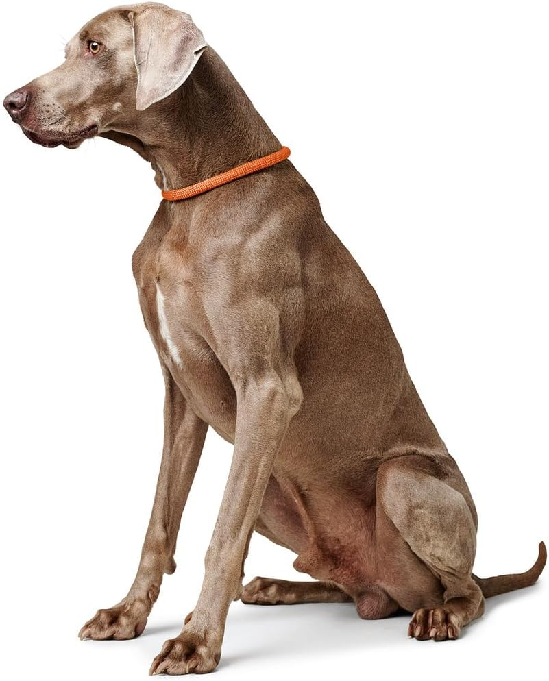 HUNTER Freestyle Training Collar with Stop Ring, 40/8 Cm, Brown