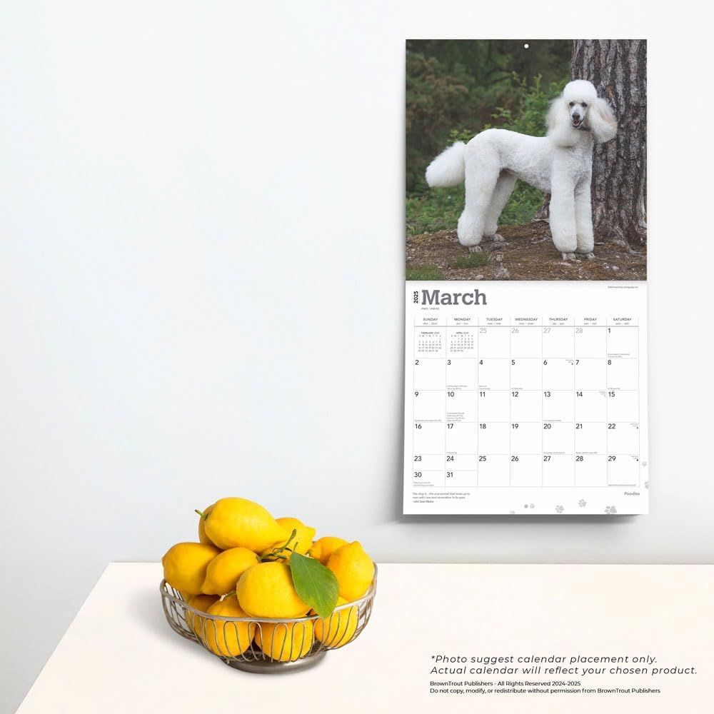 Poodles | 2025 12 X 24 Inch Monthly Square Wall Calendar | Plastic-Free | Browntrout | Animals Dog Breeds image number 2
