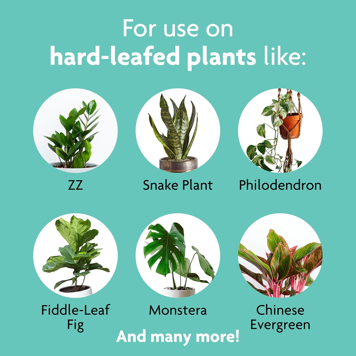 Miracle-Gro Leaf Shine, 8-Ounce Green image number 3