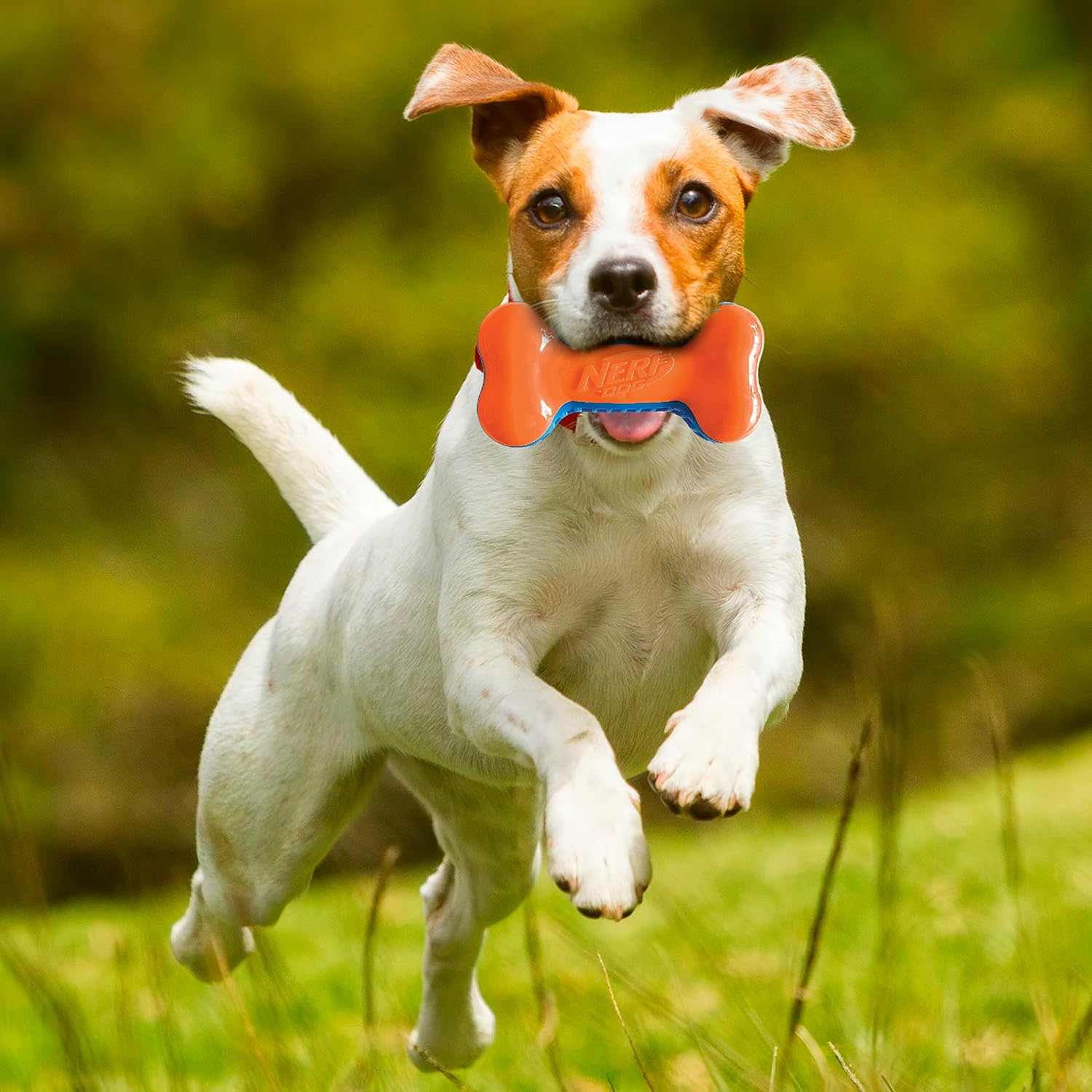 Nerf Dog 7In TPR EXO Squeak Bone - Blue/Orange image number 1