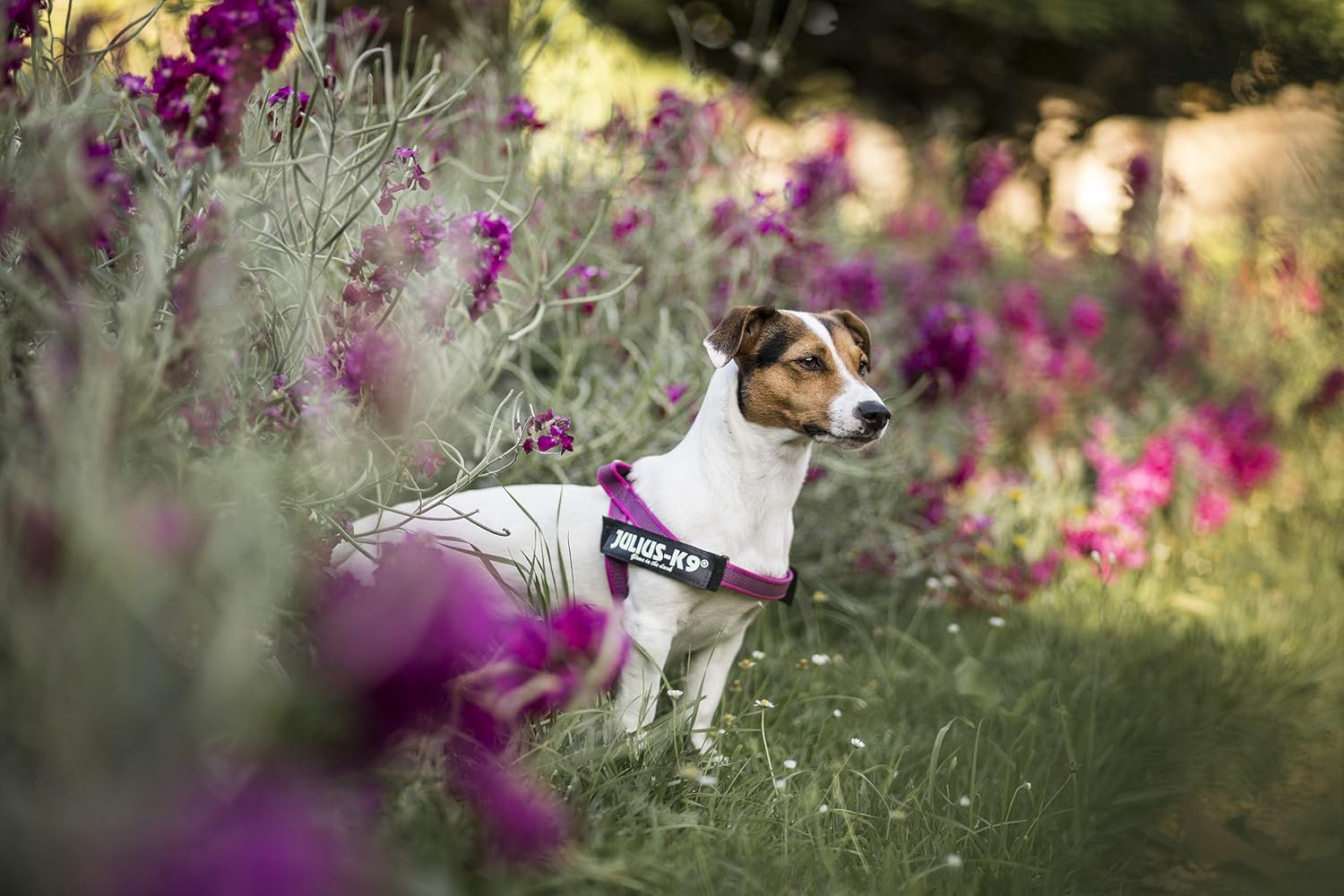 Julius-K9 IDC Color & Gray Belt Harness for Dogs, Size: Mini-Mini, Pink-Gray image number 4