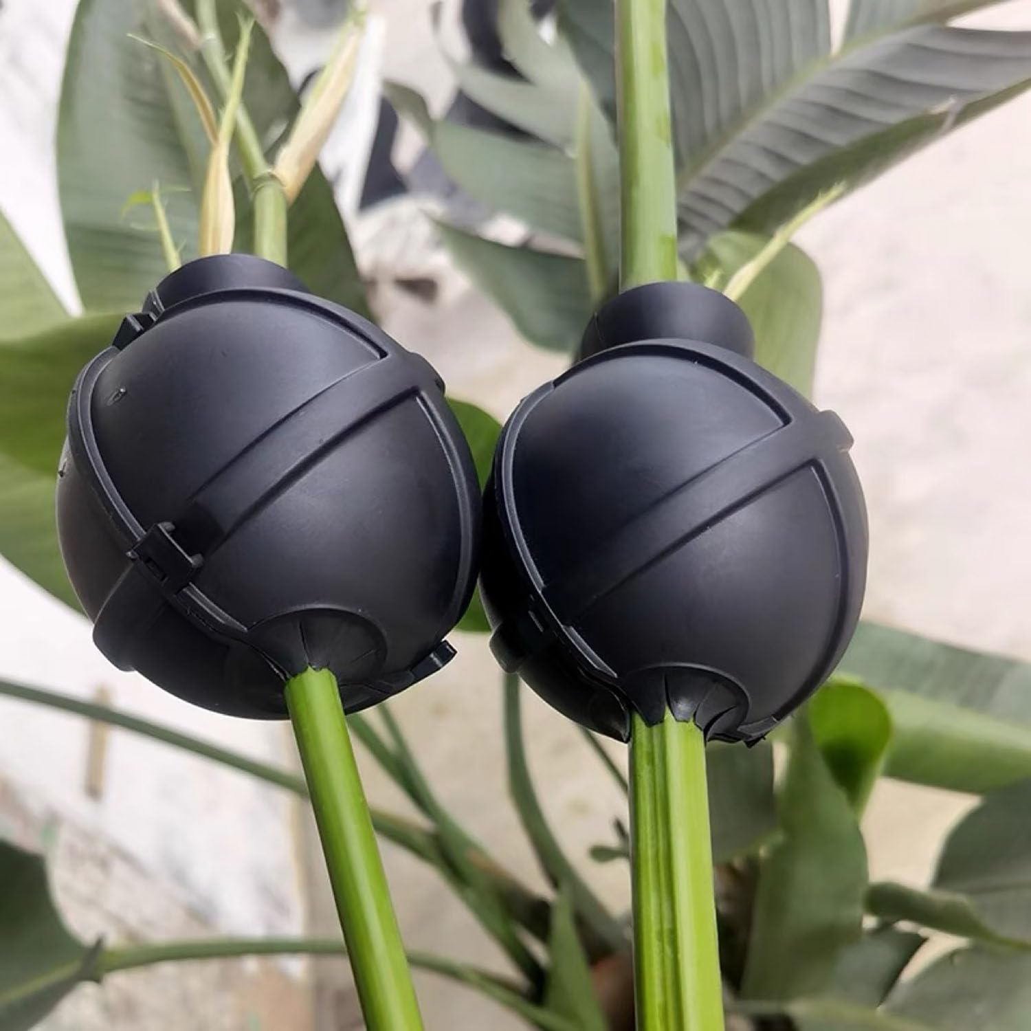 EOMECUIGAO Air Layering Pods 10 PCS Reusable Clear Plant Rooting Grafting Boxes for Fast Propagation for Home Yard Backyard Farm Patio（Black） image number 2