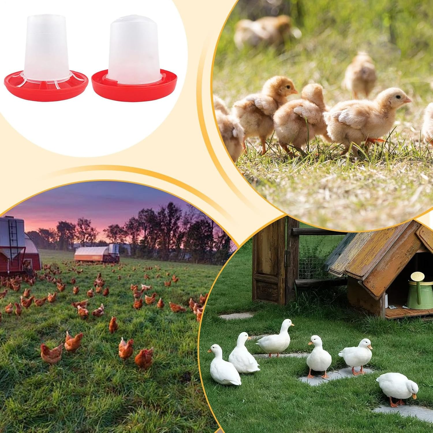 Chick Feeder - Automatic Poultry Waterer - Duckling Supplies for Family Farm Backyard Barn Outdoor Indoor Friends Baby Chicks image number 2