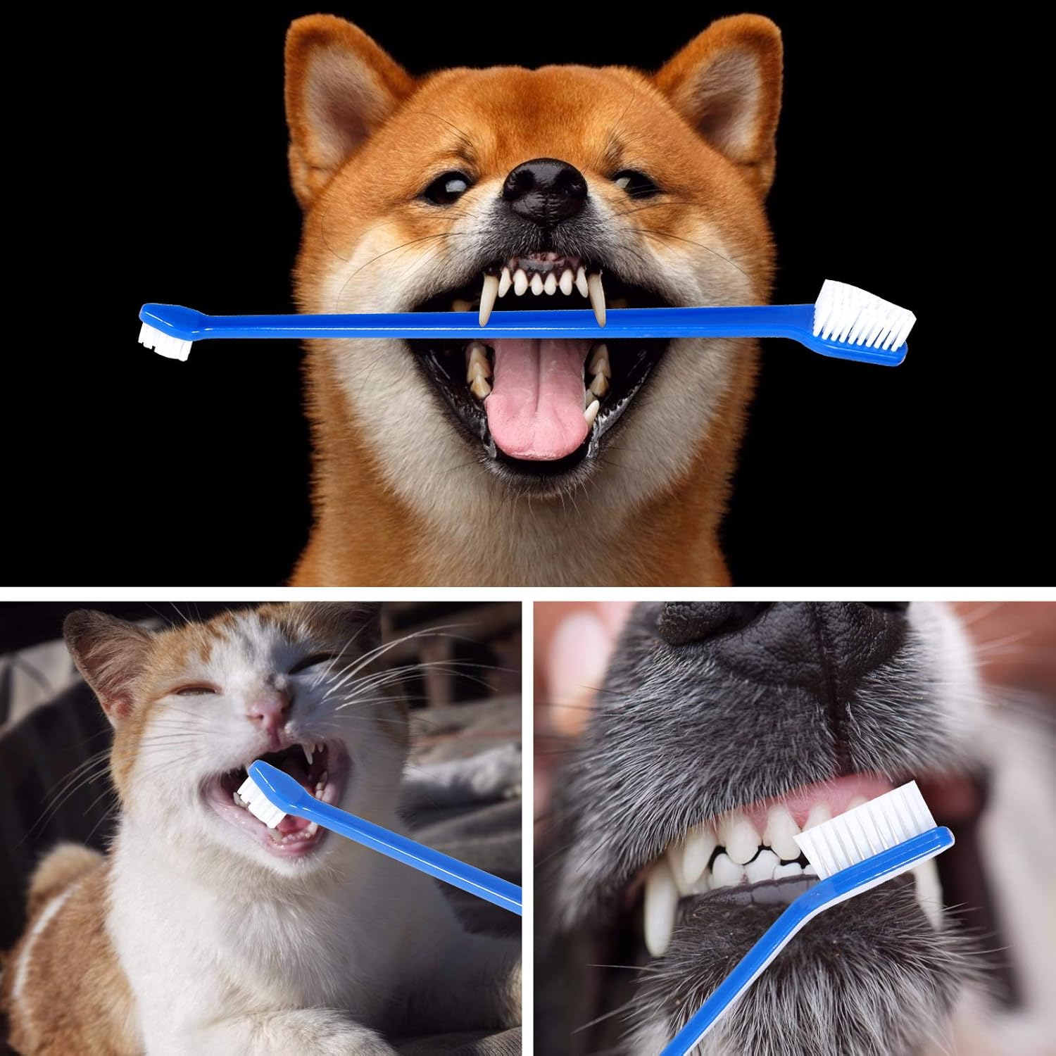 Newday Dog Toothbrush Set of 8 - Dual Headed, Dental Hygiene Convenient Soft Toothbrush to Clean Pet Teeth, Dog Tooth Brushes for Small to Large Dogs, Cats, and Most Pets, Teeth Brush in Bulk image number 1