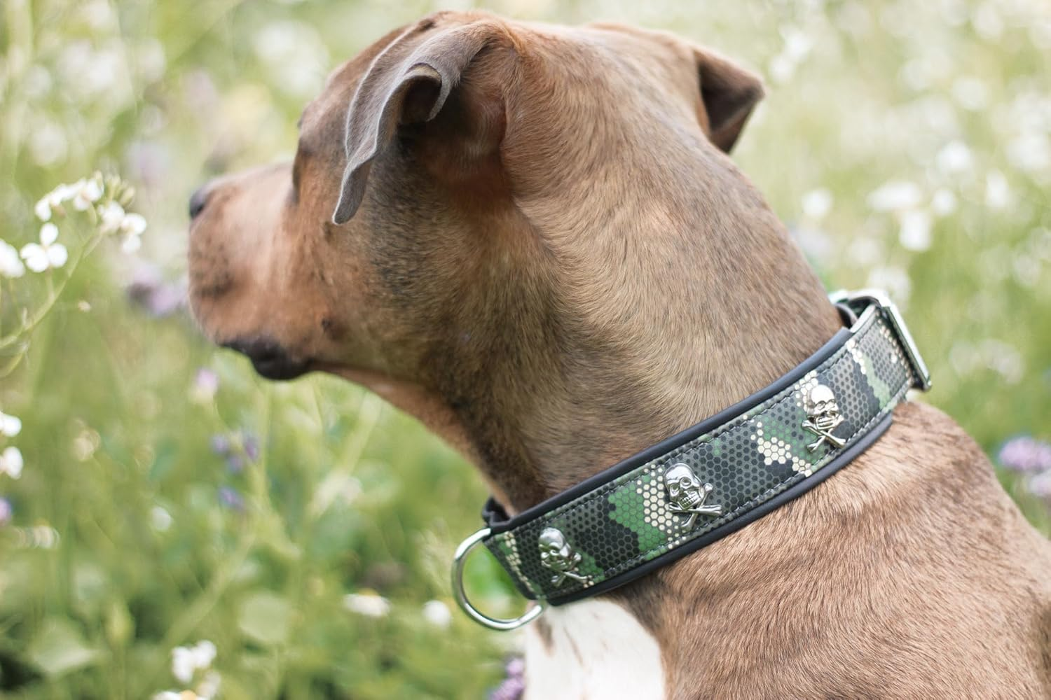 MICHUR Skully Leather Dog Collar Leather Dog Leather Collar Collar Black Leather with Skull Head Applications Available in Different Sizes image number 5