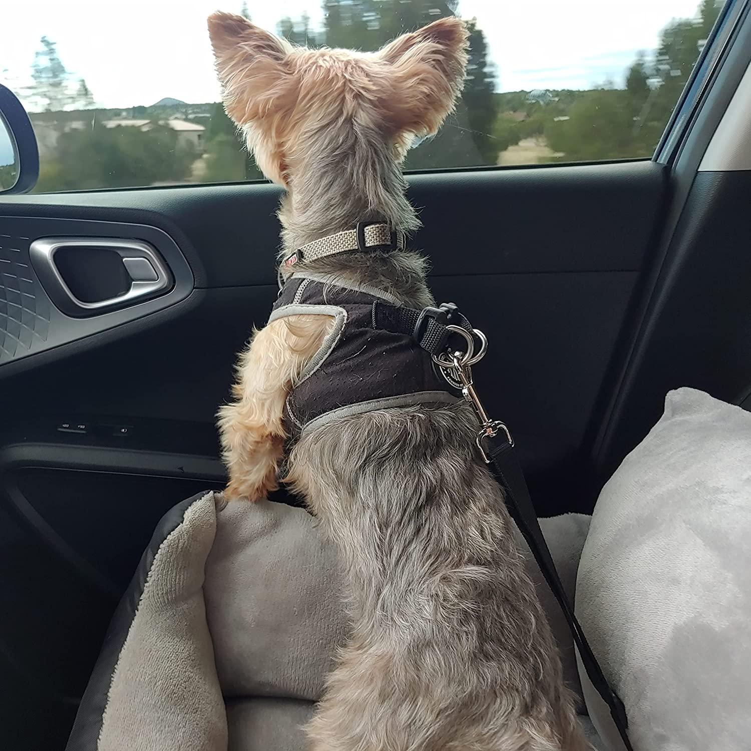 Utotol Dog Car Seat with Safety Belt, Washable Booster for Small Dogs, Anti-Slip Travel Bed for Front or Back Seat, Adjustable Buckle, Storage Pockets image number 4