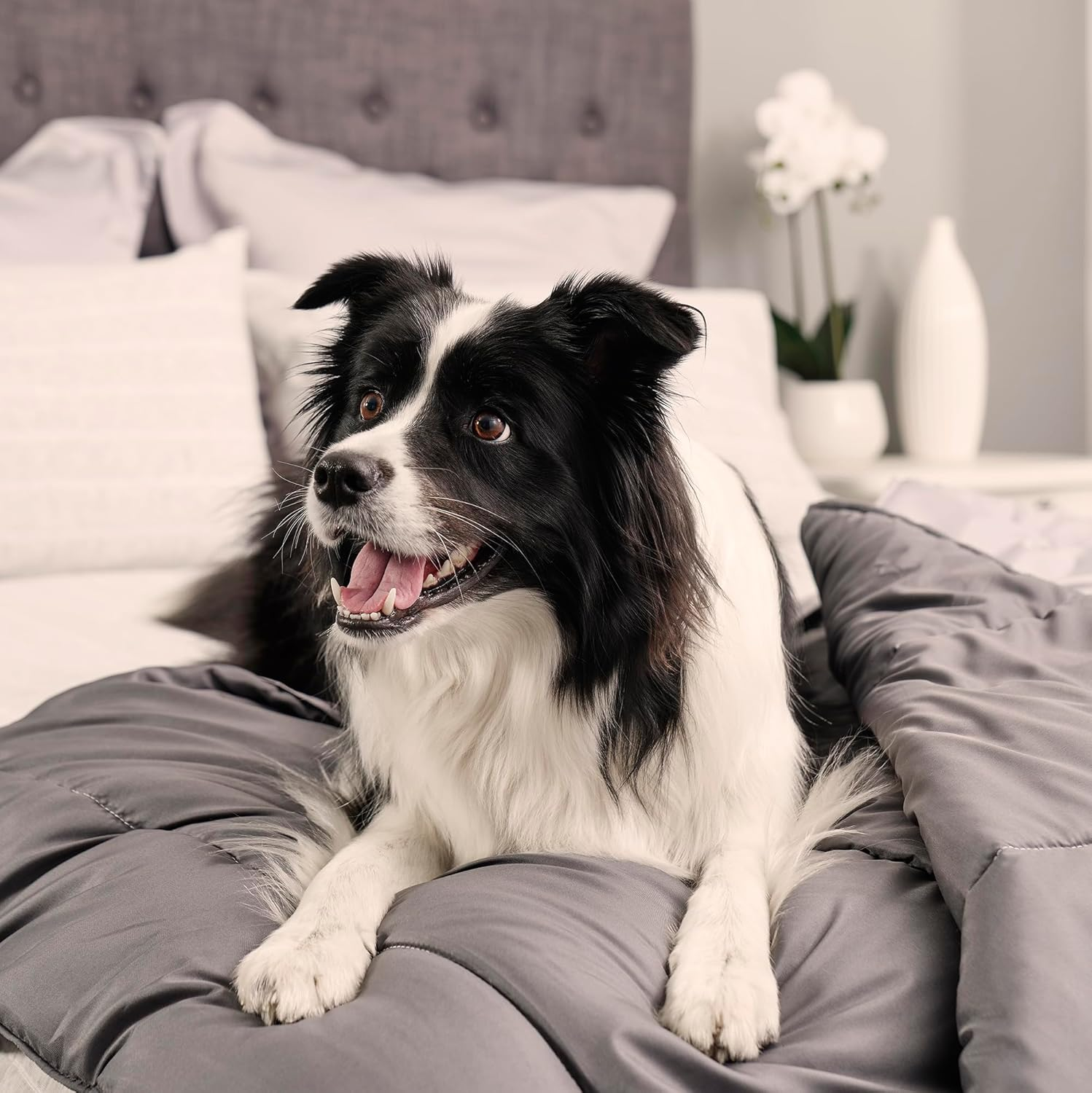 Tontine Doggy Doona&reg;, Quilt/Duvet/Blanket for Dogs Cats Pets, Single Size 140X210Cm, Use on Dog Bed, Couch & Sofa, Floor Mat, Car Seat, Antibacterial Treatment, Machine Washable. Australian Made image number 3