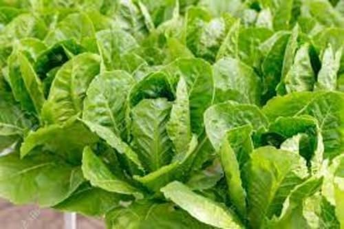 Lettuce Cos 50 Seeds