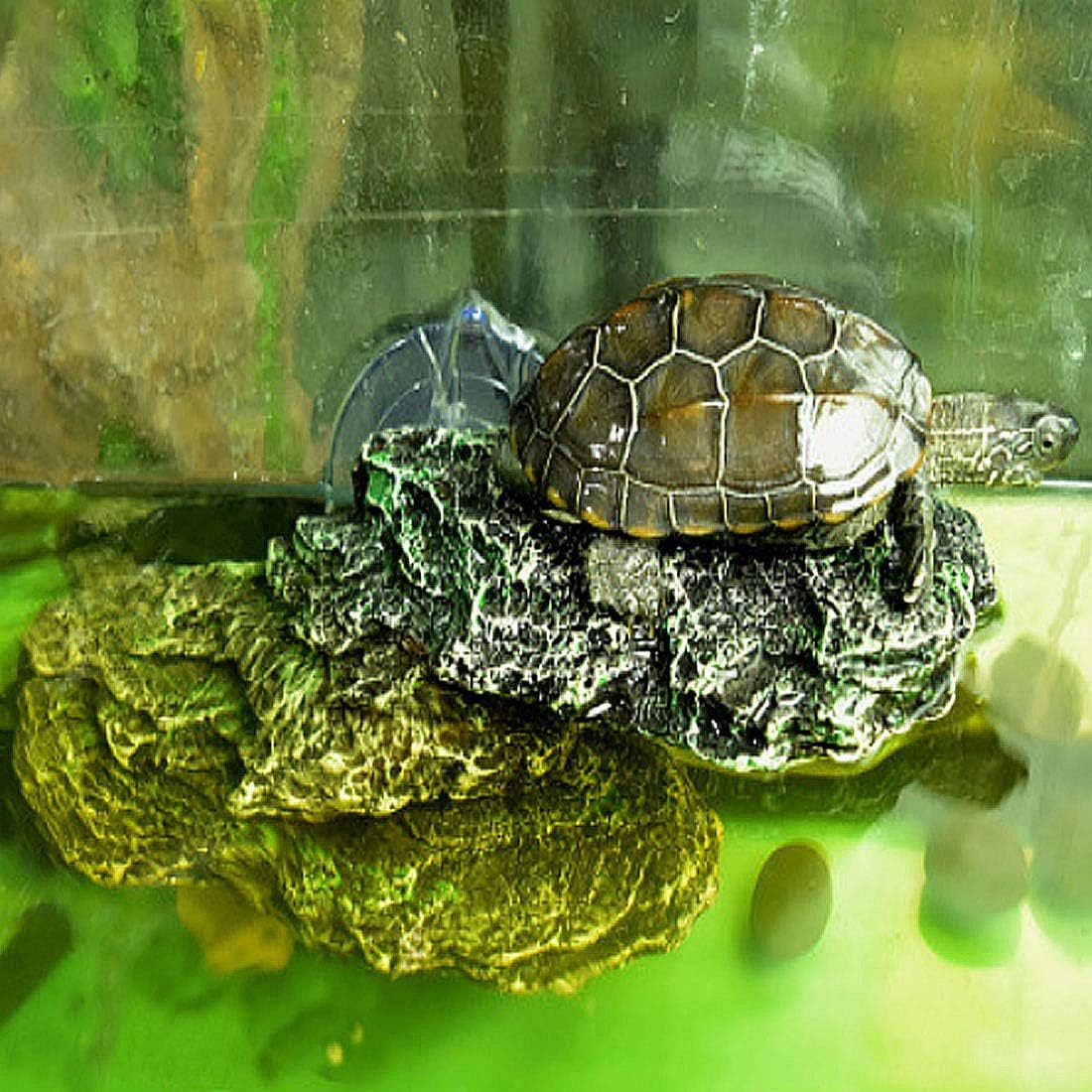 Turtle Basking Platform Reptile Climbing Shale Resin Step Ledge Stone Aquarium Ornament Rock Landscaping Decoration with Suction Cups for Frogs Newts Amphibians Lizard (Medium:8.2&rdquo;Lx3.3&rdquo;Wx3.1&rdquo;H) image number 1