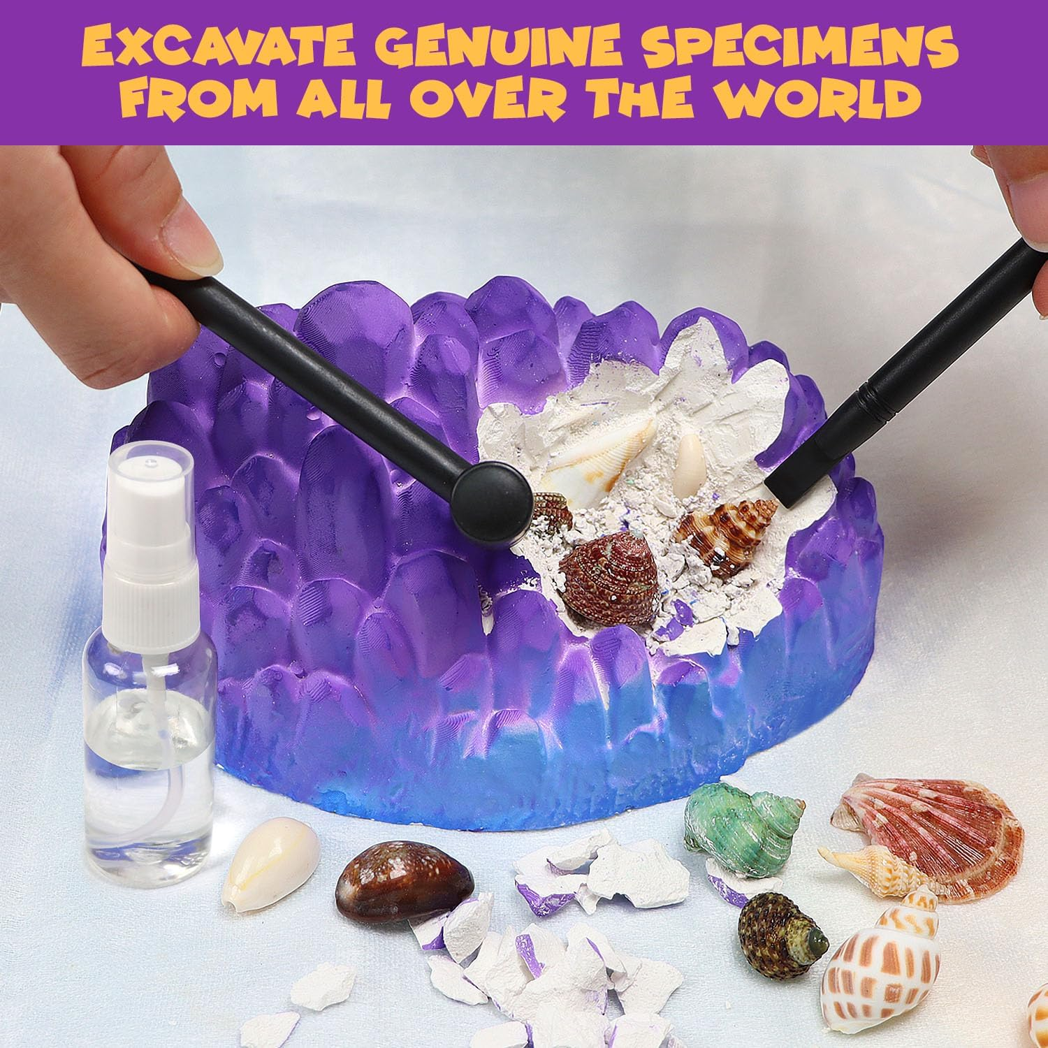 PIBEX Ocean Fossil Dig Kit, Dig up 20+ Real Shells & Seasnails, STEM Educational Activity Set Sea Creatures Excavation Toy for Kids, Marine Biology Geology Science Kit, Toy for Boys and Girls Age 6+