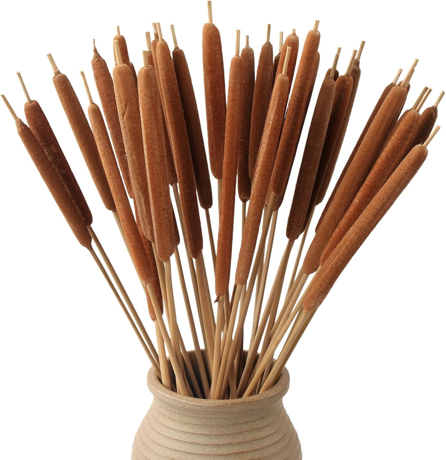 Dried Natural Cattails - 20PCS Jumbo Size for DIY Floral Arrangements and Home Office Decor - 0.75" Dia - 24 Inch Length image number 5
