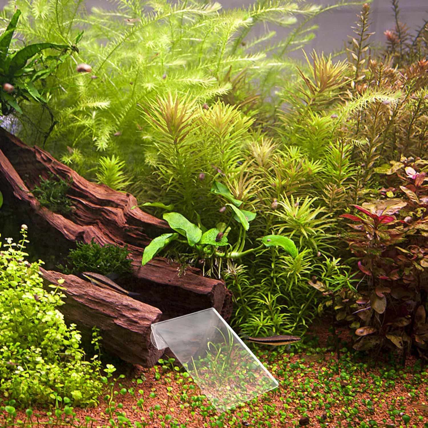 BELLIFFY Fish Breeding Plate with Suction Cups for Fish Tank Nursery Removable Spawning Surface and Shrimp Acrylic Hatchery Incubator for Aquatic Pets